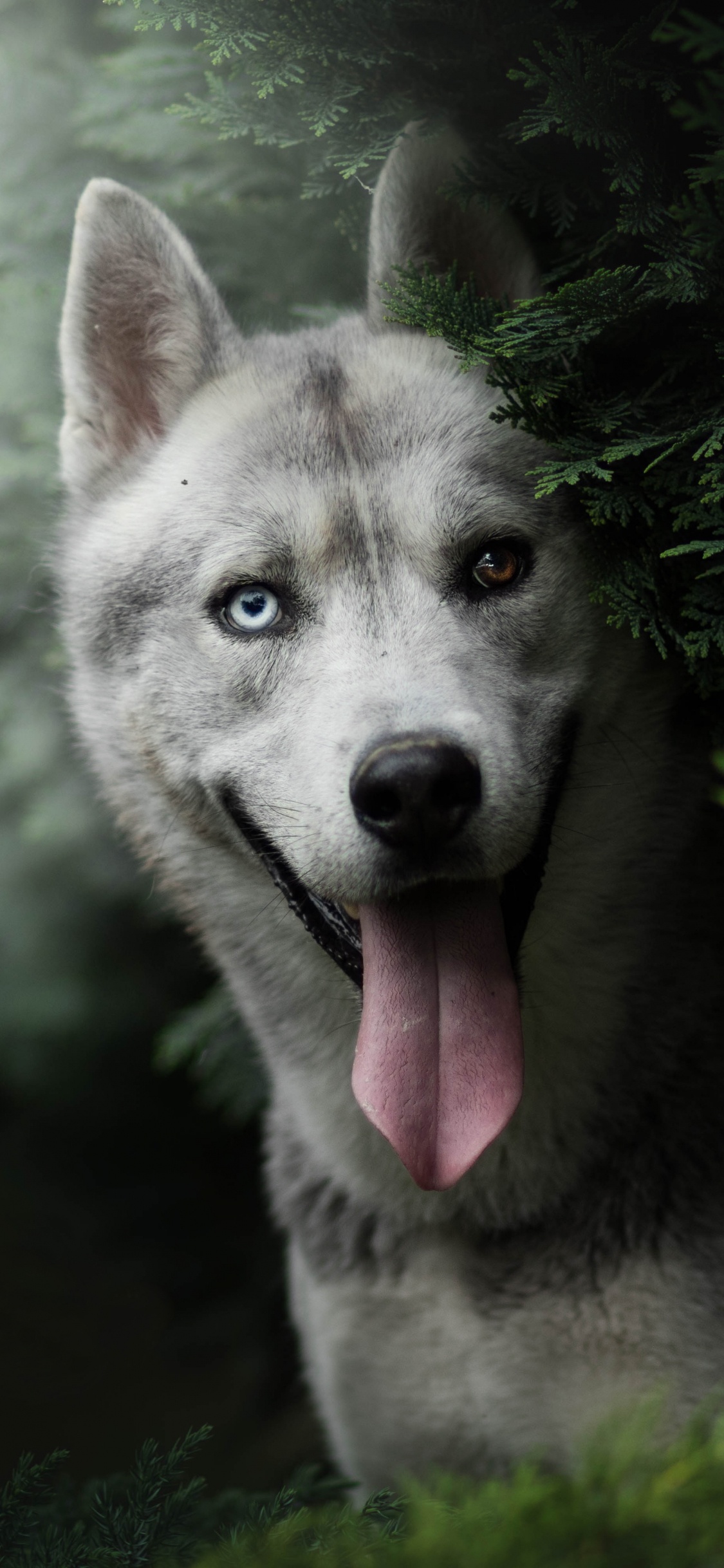 Обои Себирская Хаски, хаски, пес, собака породы, волчьей собаки сарлоса в разрешении 1125x2436
