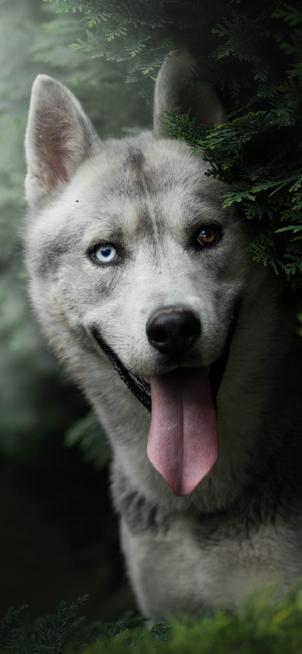 Обои Себирская Хаски, хаски, пес, собака породы, волчьей собаки сарлоса в разрешении 1242x2688