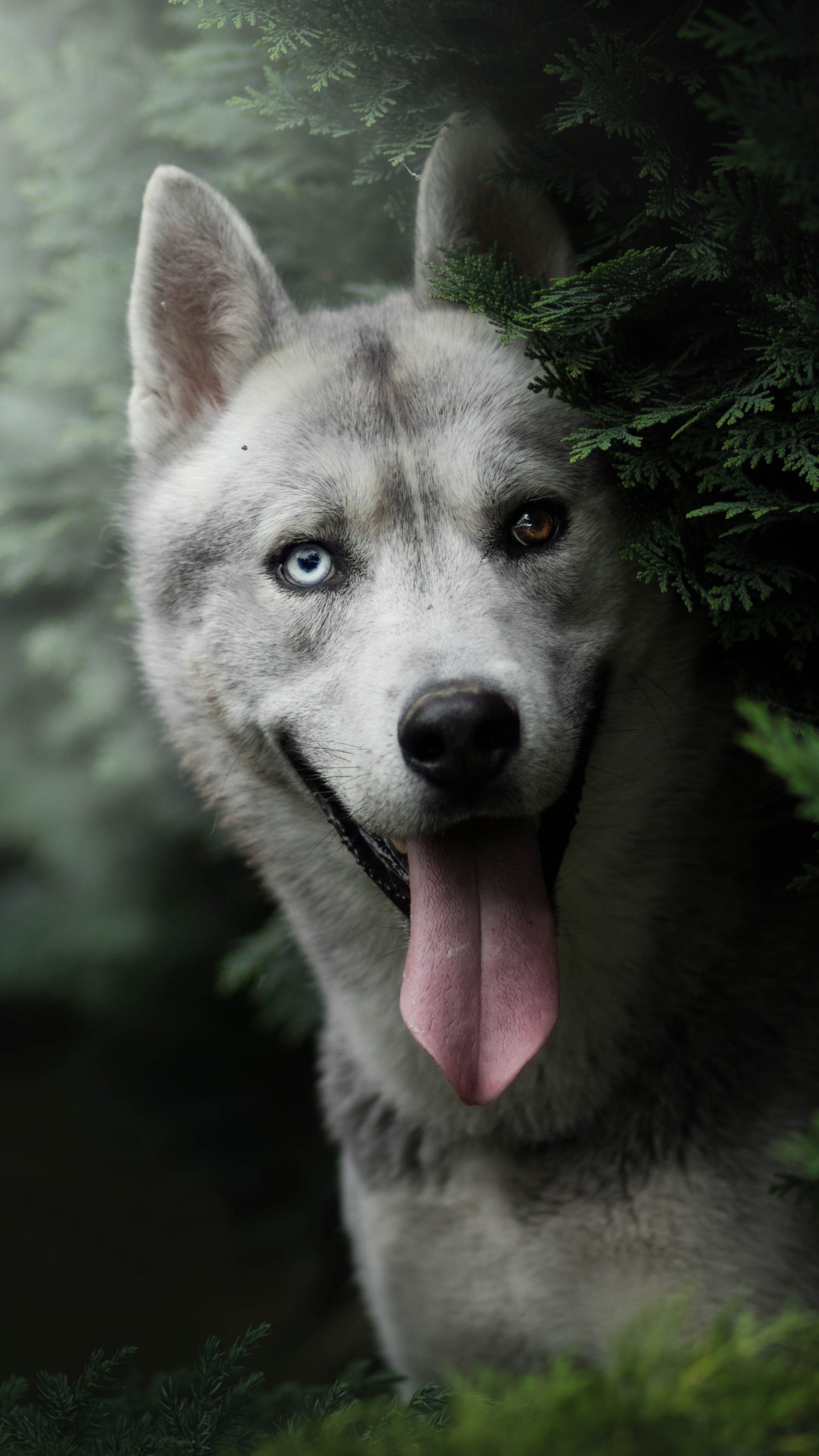 Обои Себирская Хаски, хаски, пес, собака породы, волчьей собаки сарлоса в разрешении 1440x2560