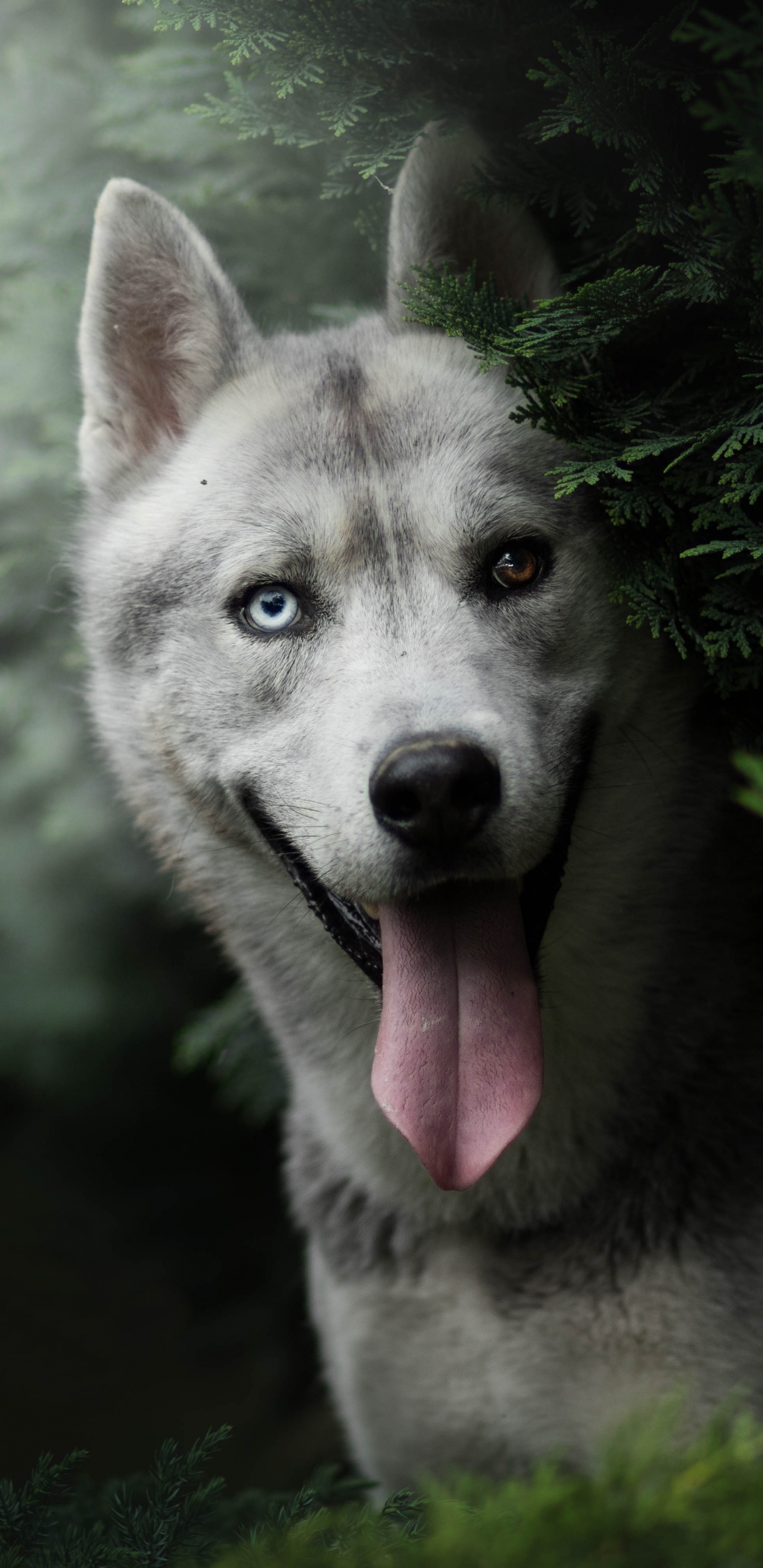 Обои Себирская Хаски, хаски, пес, собака породы, волчьей собаки сарлоса в разрешении 1440x2960