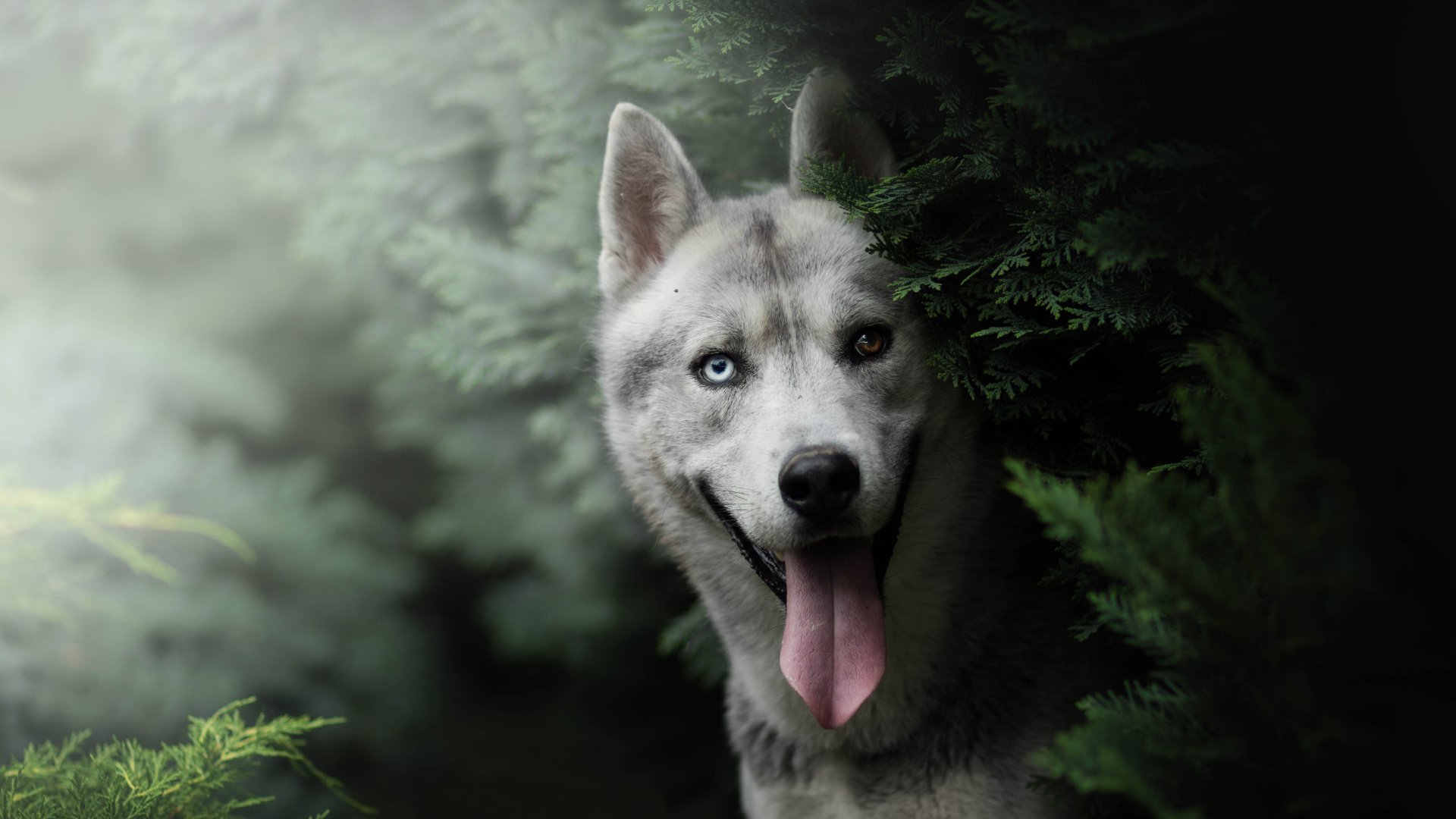 Обои Себирская Хаски, хаски, пес, собака породы, волчьей собаки сарлоса в разрешении 1920x1080