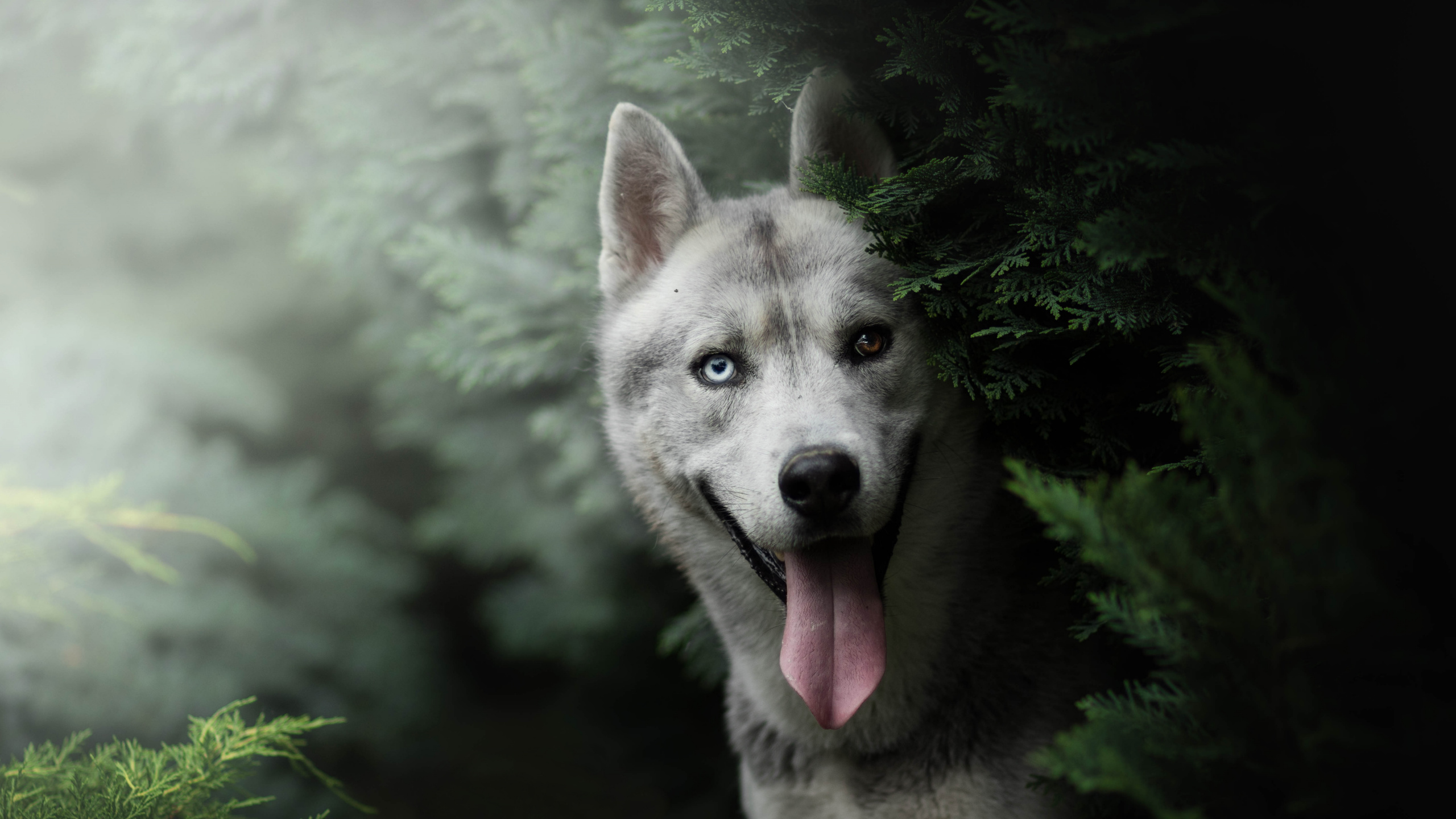 Обои Себирская Хаски, хаски, пес, собака породы, волчьей собаки сарлоса в разрешении 2560x1440