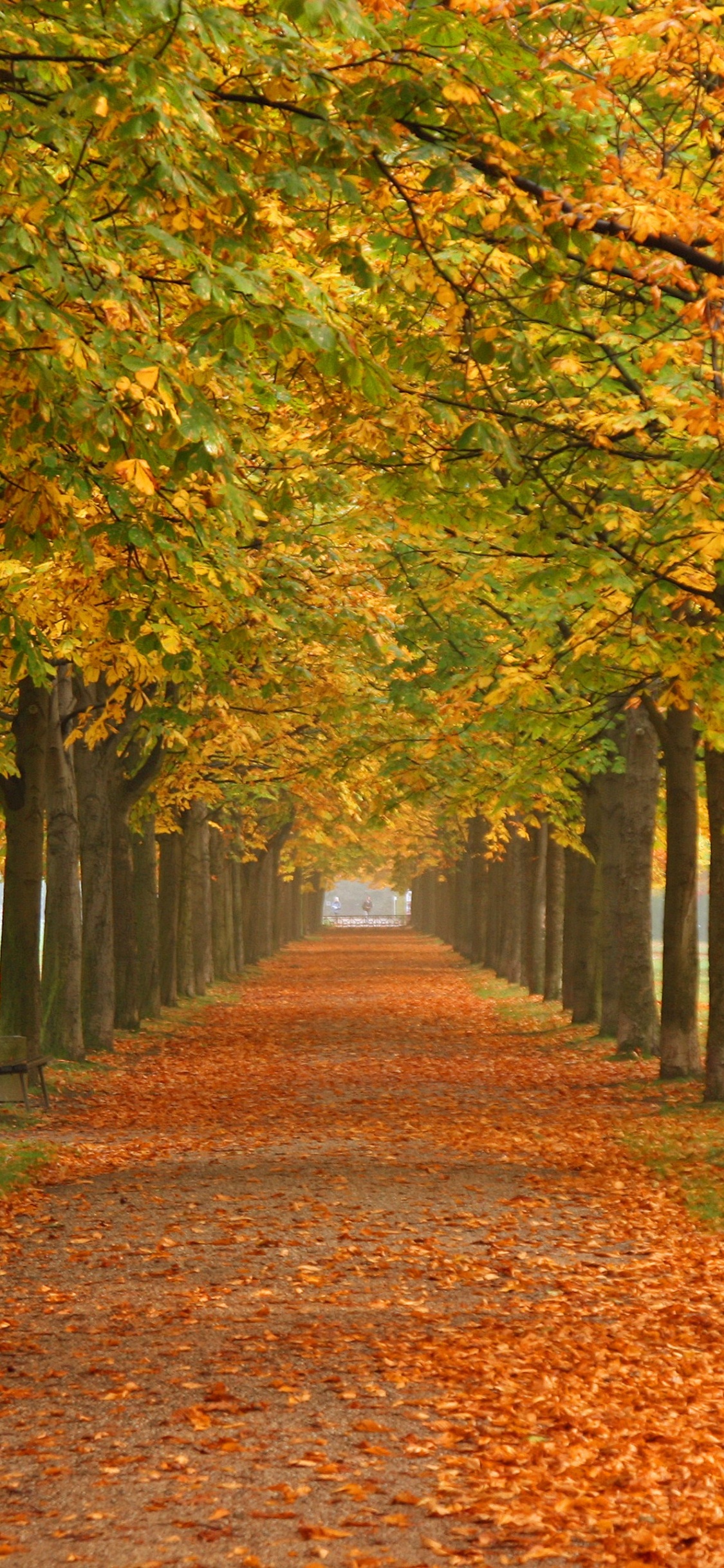 Обои природа, осень, дерево, лист, листопадные в разрешении 1125x2436