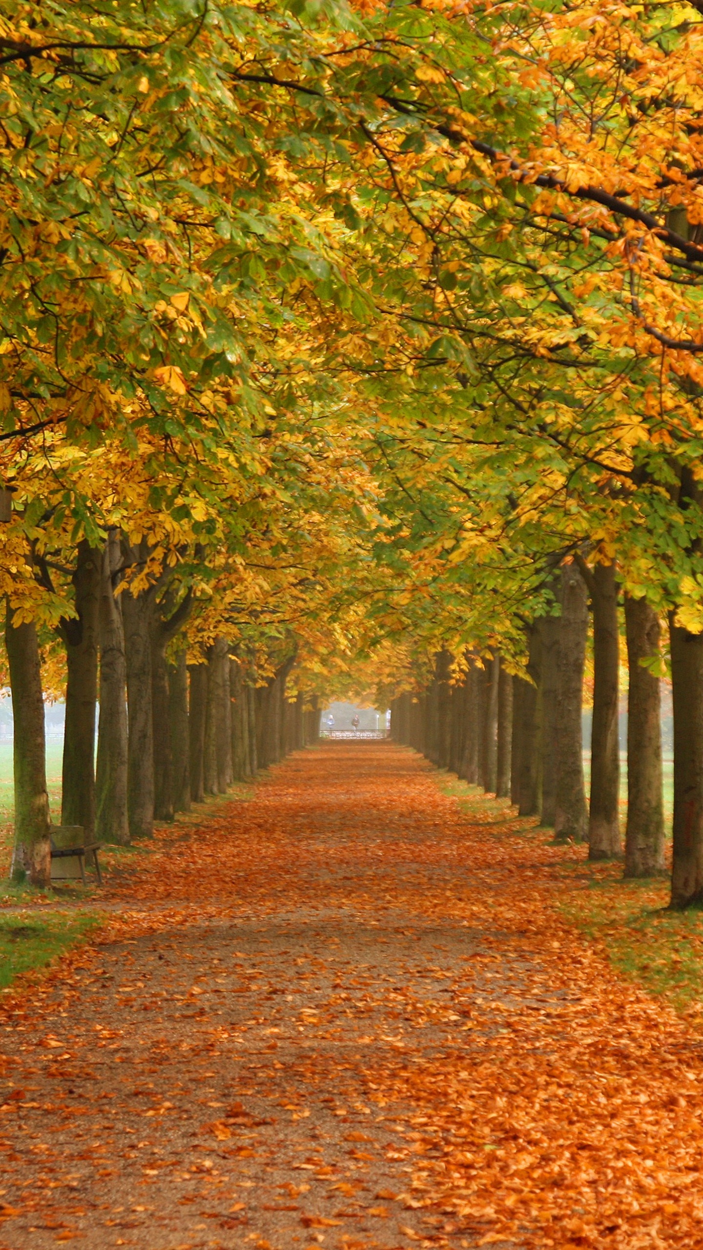 Обои природа, осень, дерево, лист, листопадные в разрешении 1440x2560