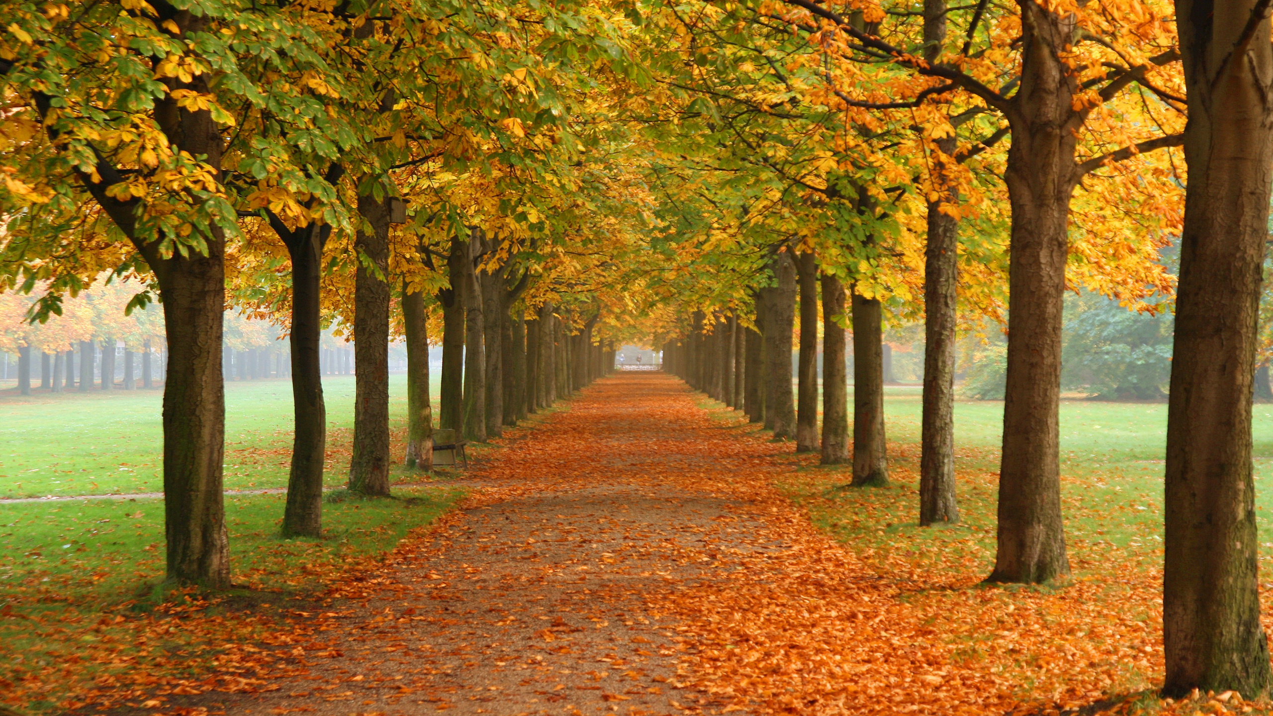 Обои природа, осень, дерево, лист, листопадные в разрешении 2560x1440