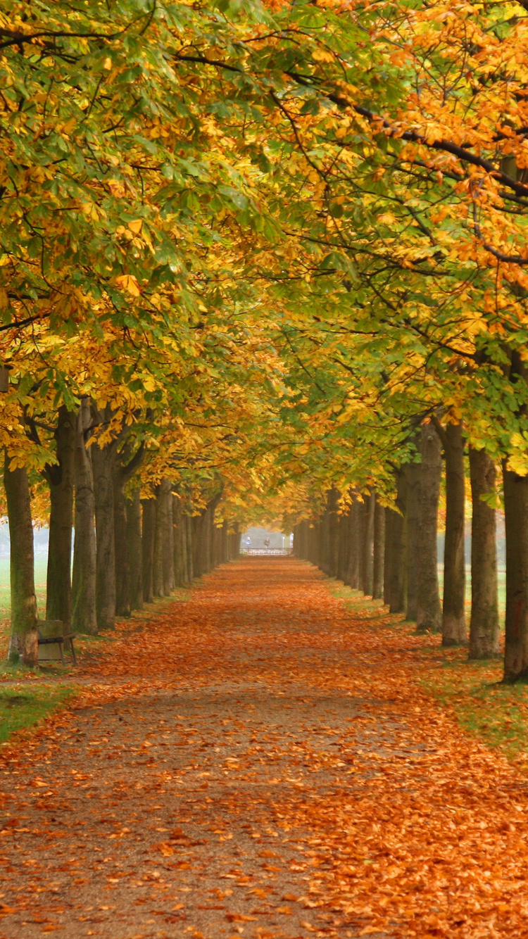 Обои природа, осень, дерево, лист, листопадные в разрешении 750x1334