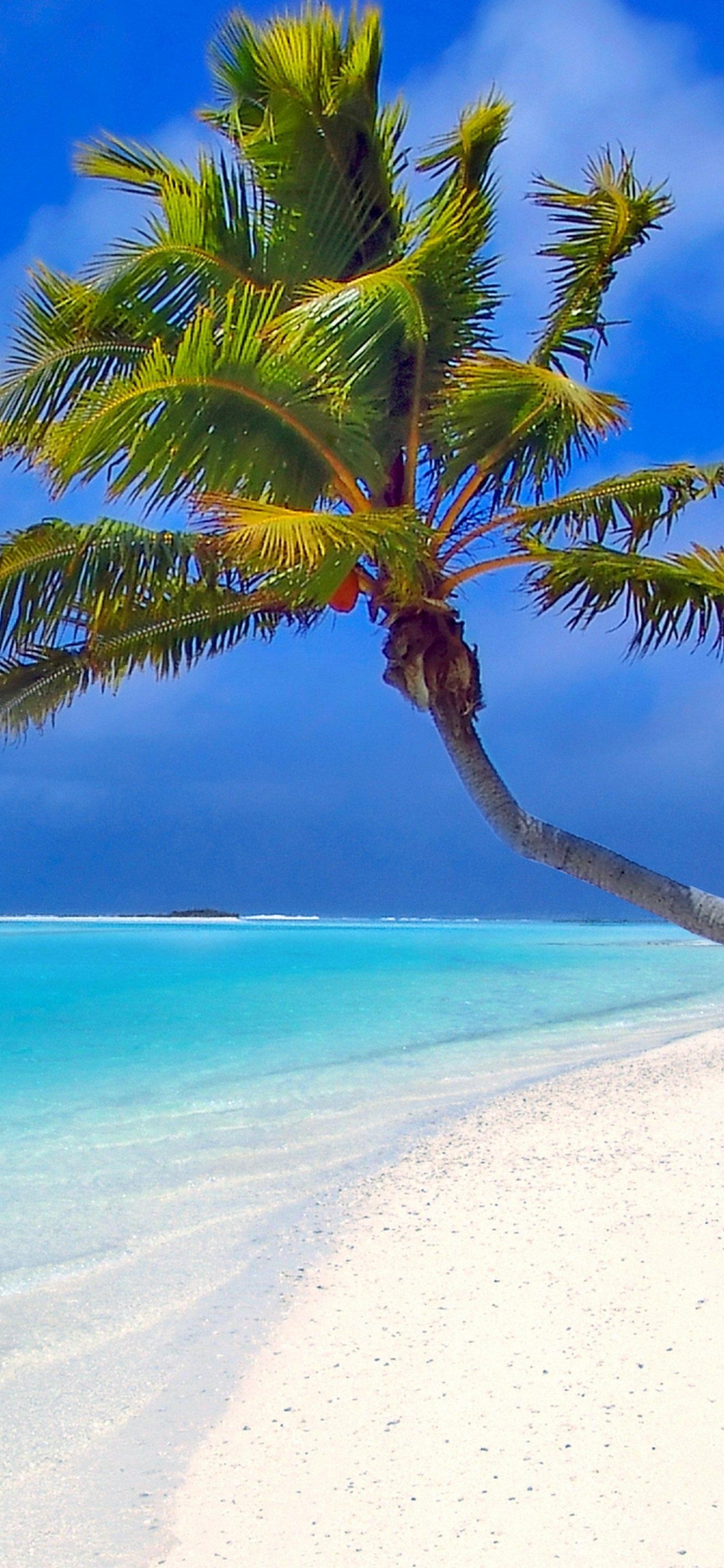 Обои пальмовые рощи, тропическая зона, море, Карибский бассейн, океан в разрешении 1242x2688