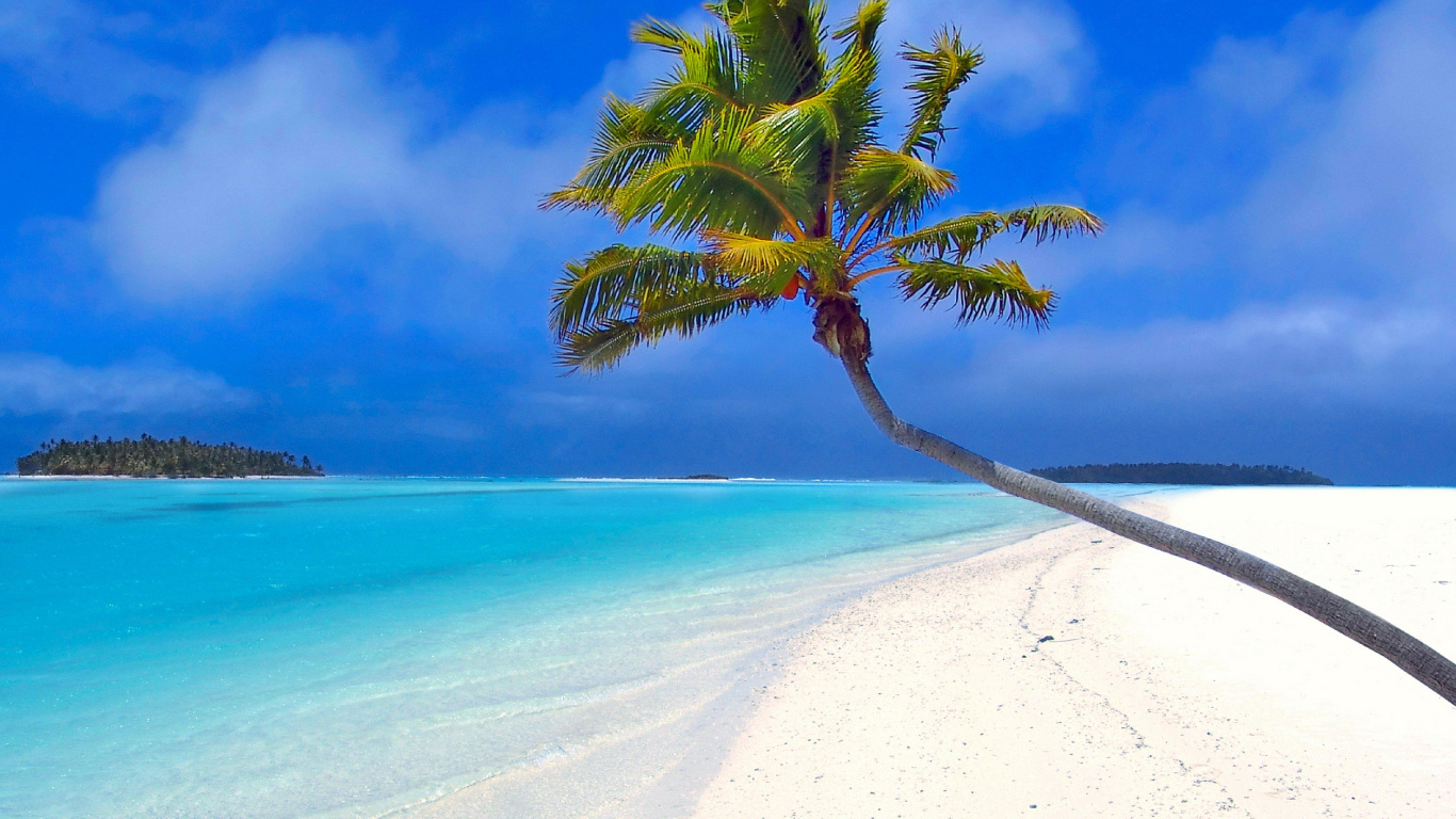 Обои пальмовые рощи, тропическая зона, море, Карибский бассейн, океан в разрешении 1366x768
