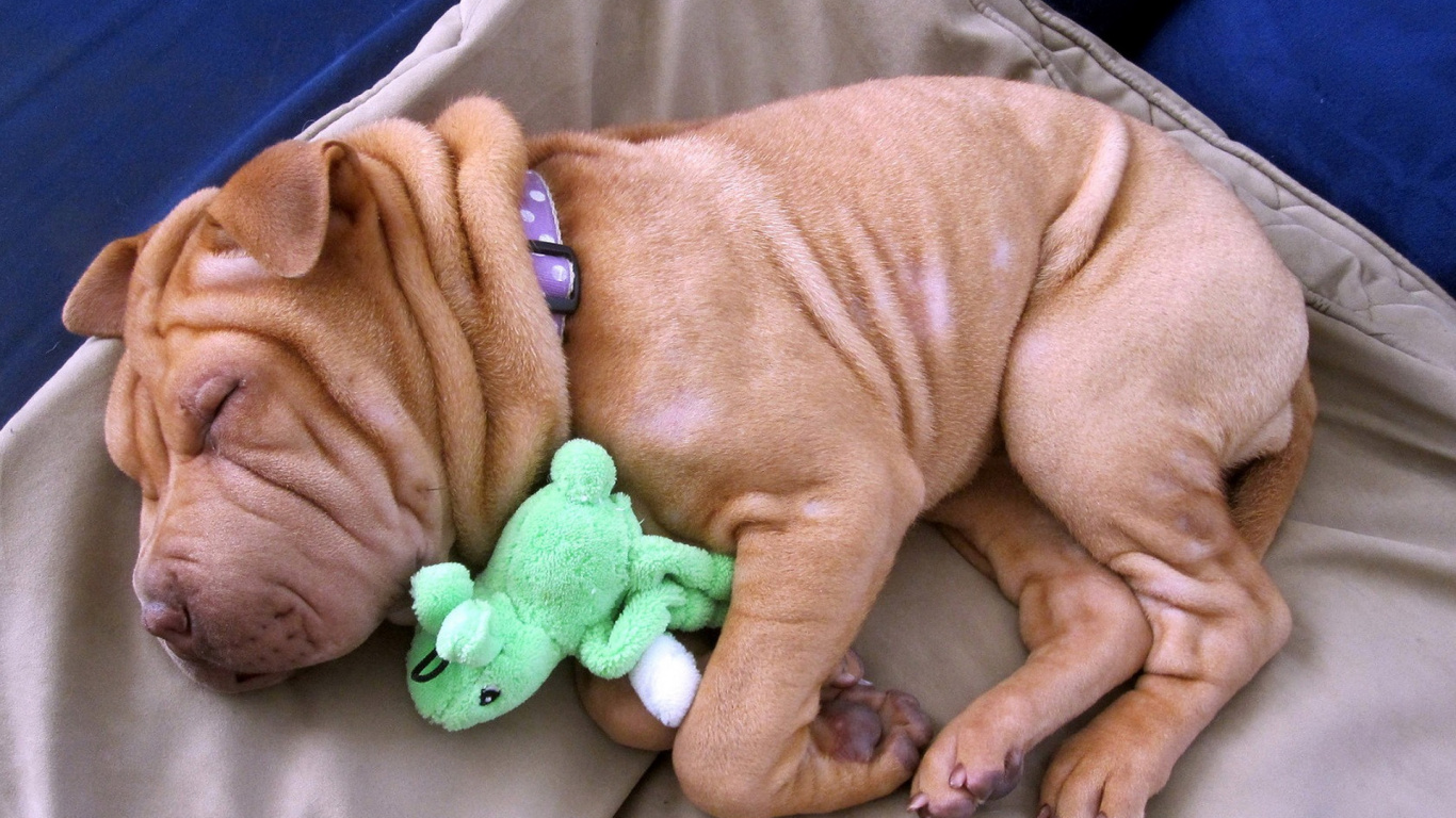 Обои шарпей, щенок, морщинки, собака породы, позвоночное животное в разрешении 1366x768