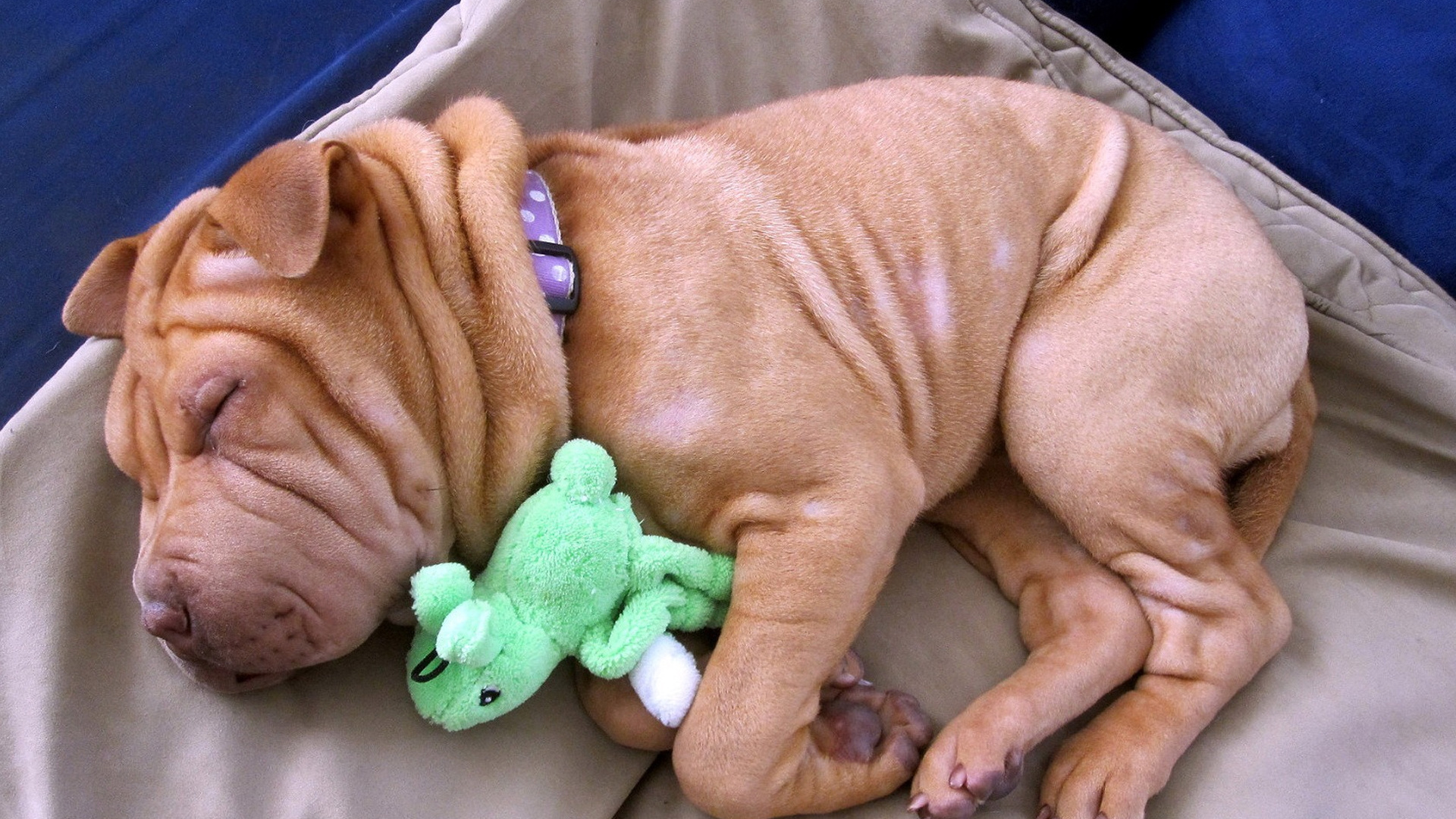 Обои шарпей, щенок, морщинки, собака породы, позвоночное животное в разрешении 1920x1080