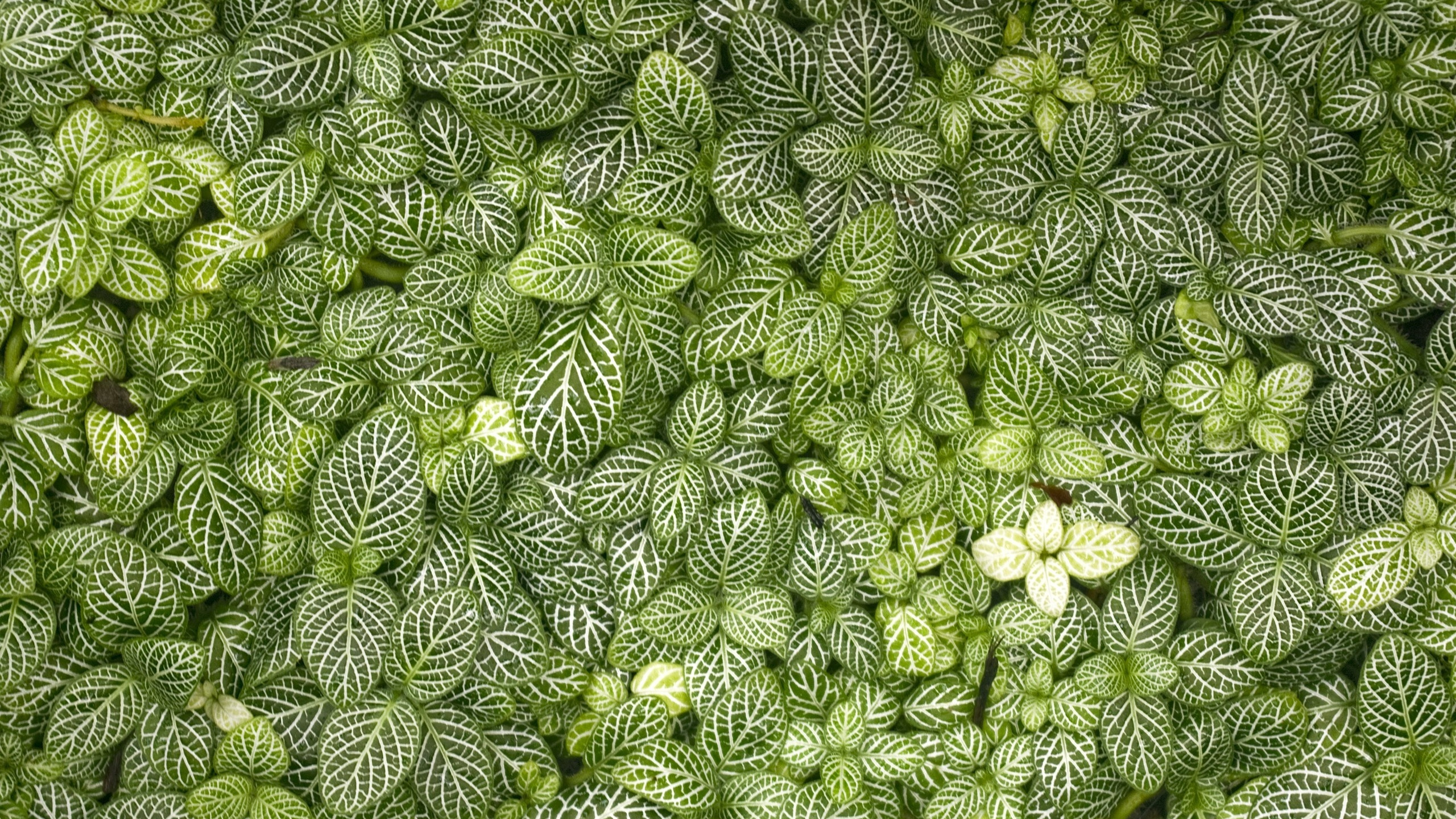 Обои лист, растительность, зеленый, растение, почвопокровная в разрешении 2560x1440