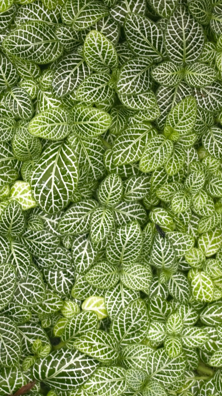 Обои лист, растительность, зеленый, растение, почвопокровная в разрешении 750x1334