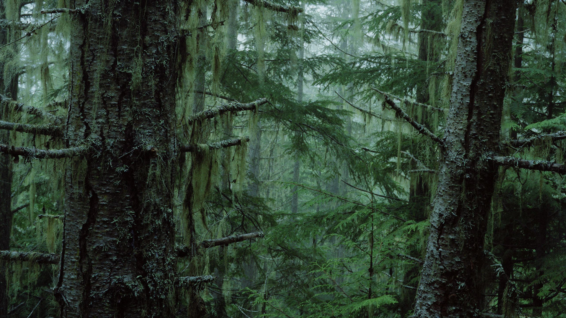 Обои лес, дерево, природа, растительность, зеленый в разрешении 1920x1080
