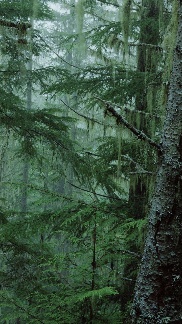 Обои лес, дерево, природа, растительность, зеленый в разрешении 720x1280