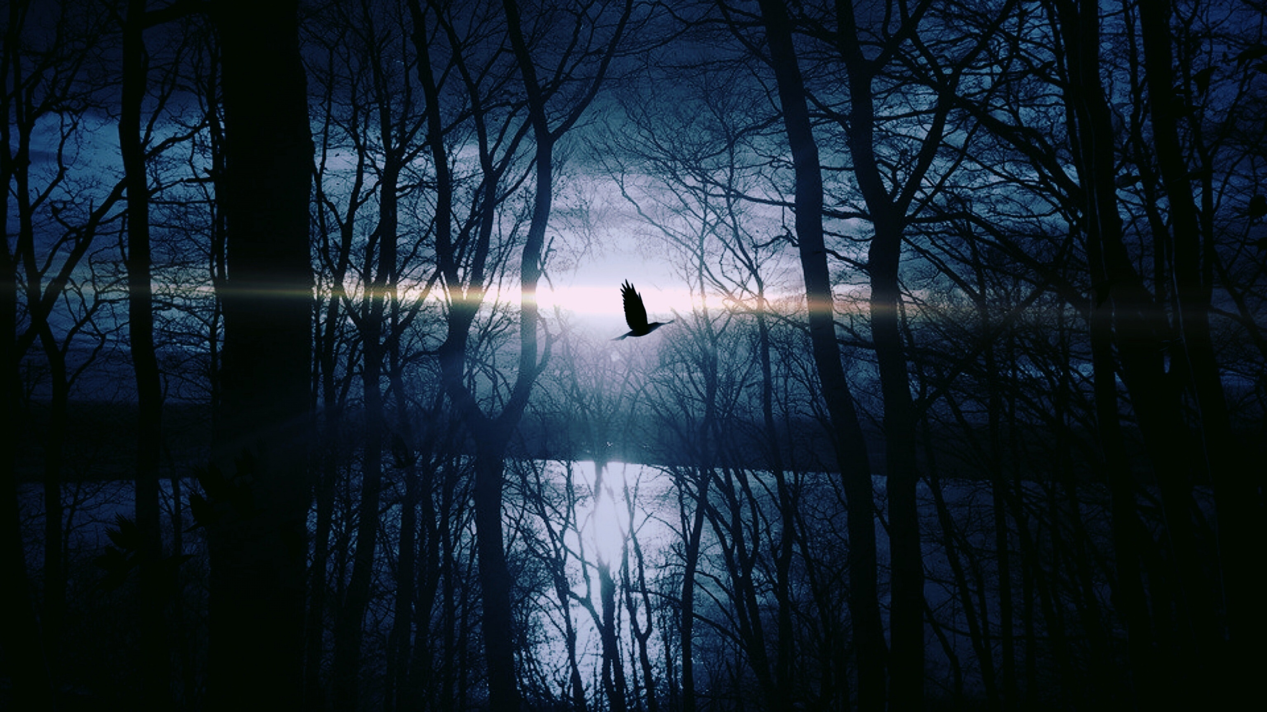 Обои атмосфера, природный ландшафт, свет, дерево, небо в разрешении 2560x1440