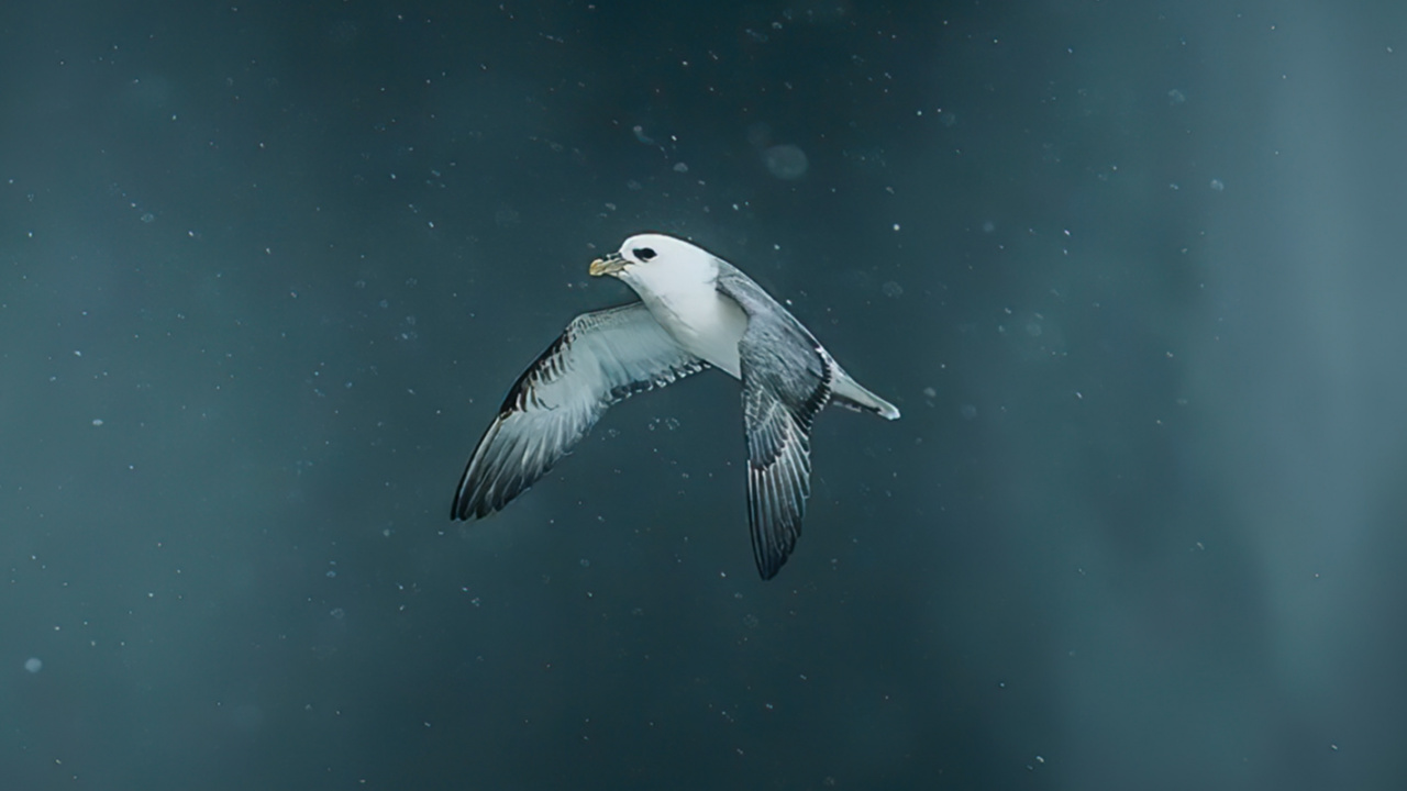 Обои вода, земля, море, атмосфера земли, биология в разрешении 1280x720