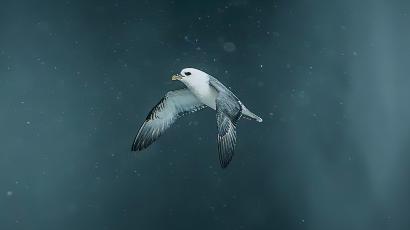 Обои вода, земля, море, атмосфера земли, биология в разрешении 1366x768