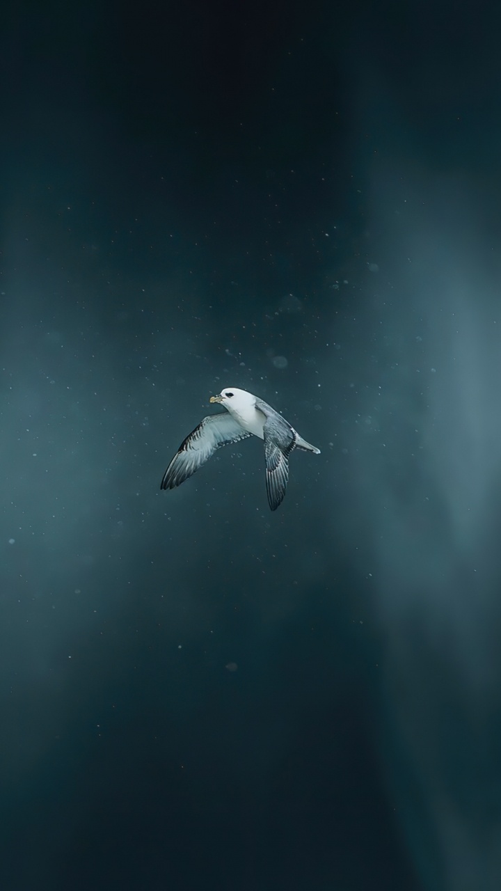 Обои вода, земля, море, атмосфера земли, биология в разрешении 720x1280