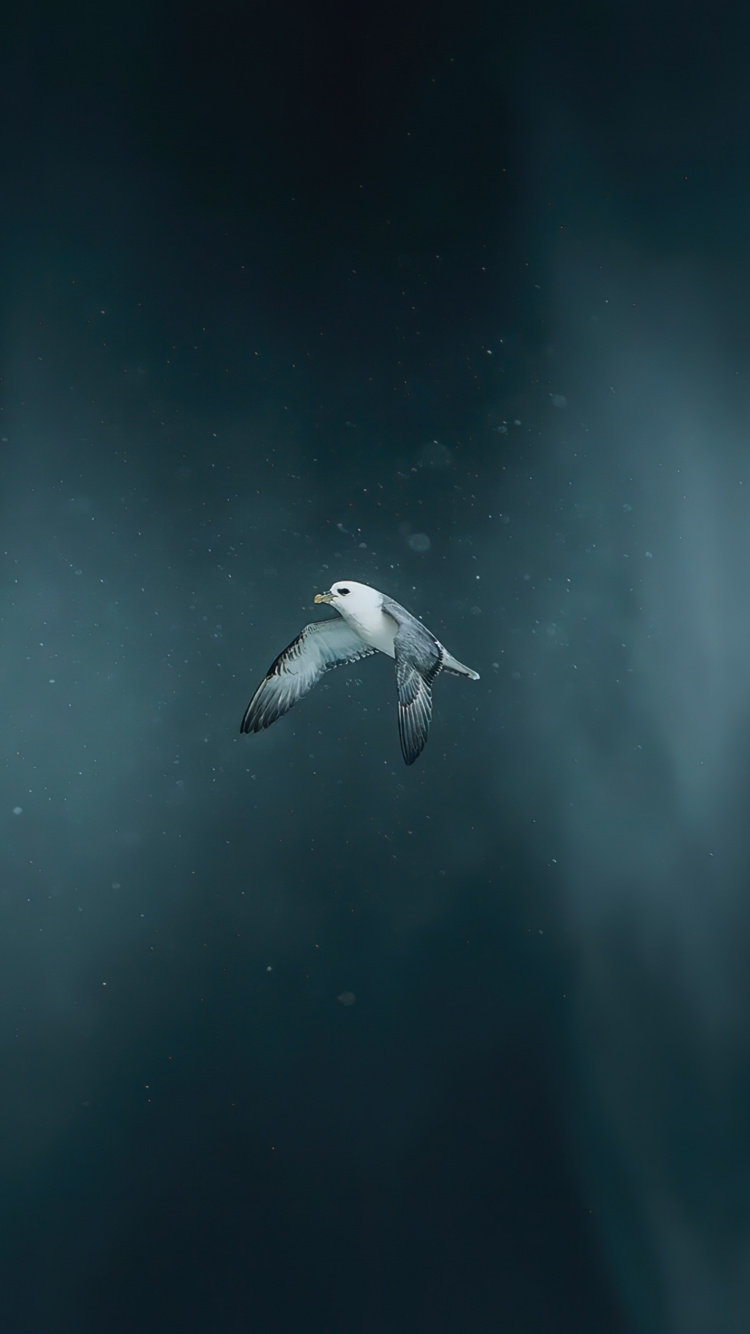 Обои вода, земля, море, атмосфера земли, биология в разрешении 750x1334