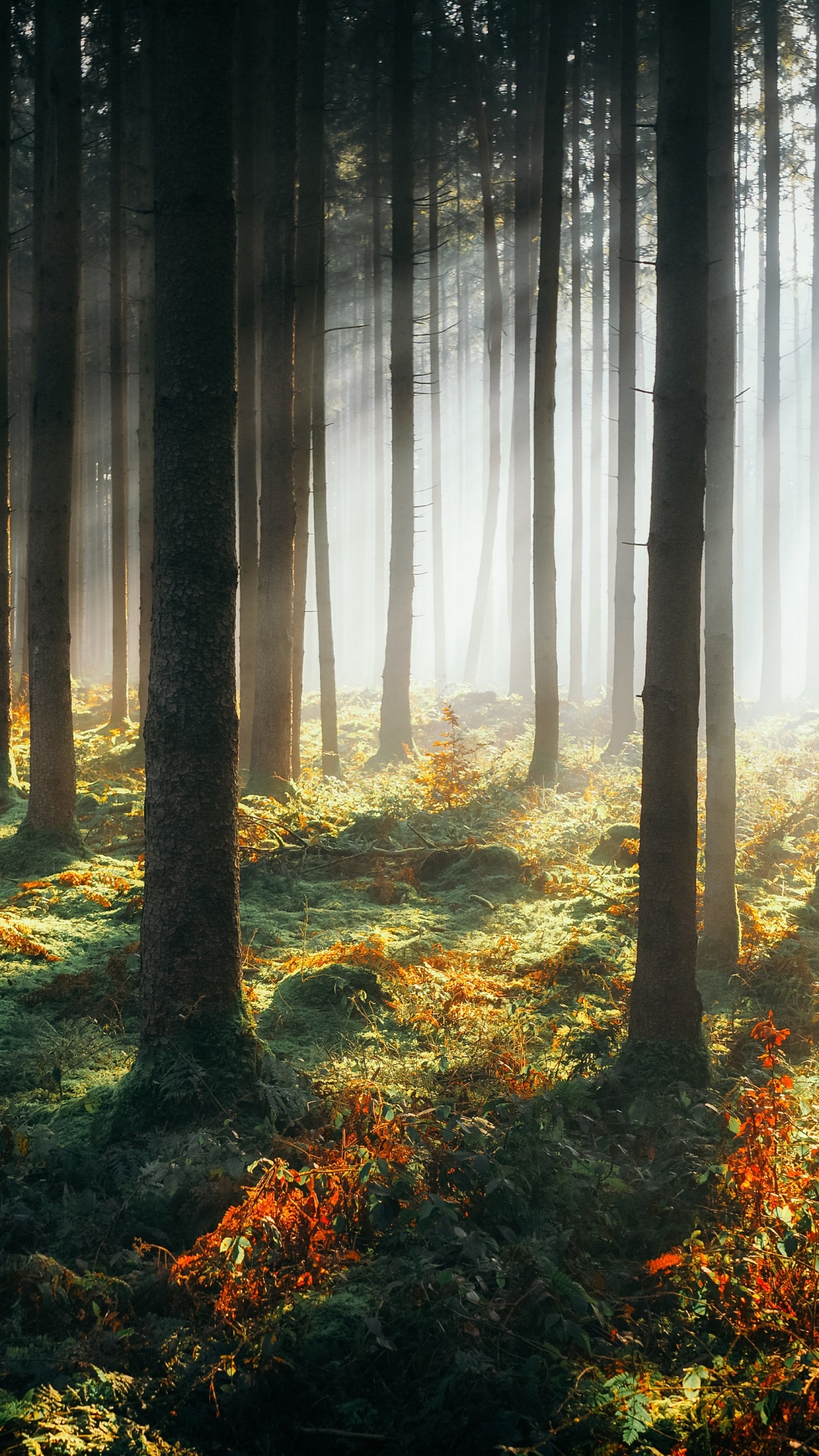 Обои лес, растение, атмосфера, экорегион, Люди в природе в разрешении 1080x1920