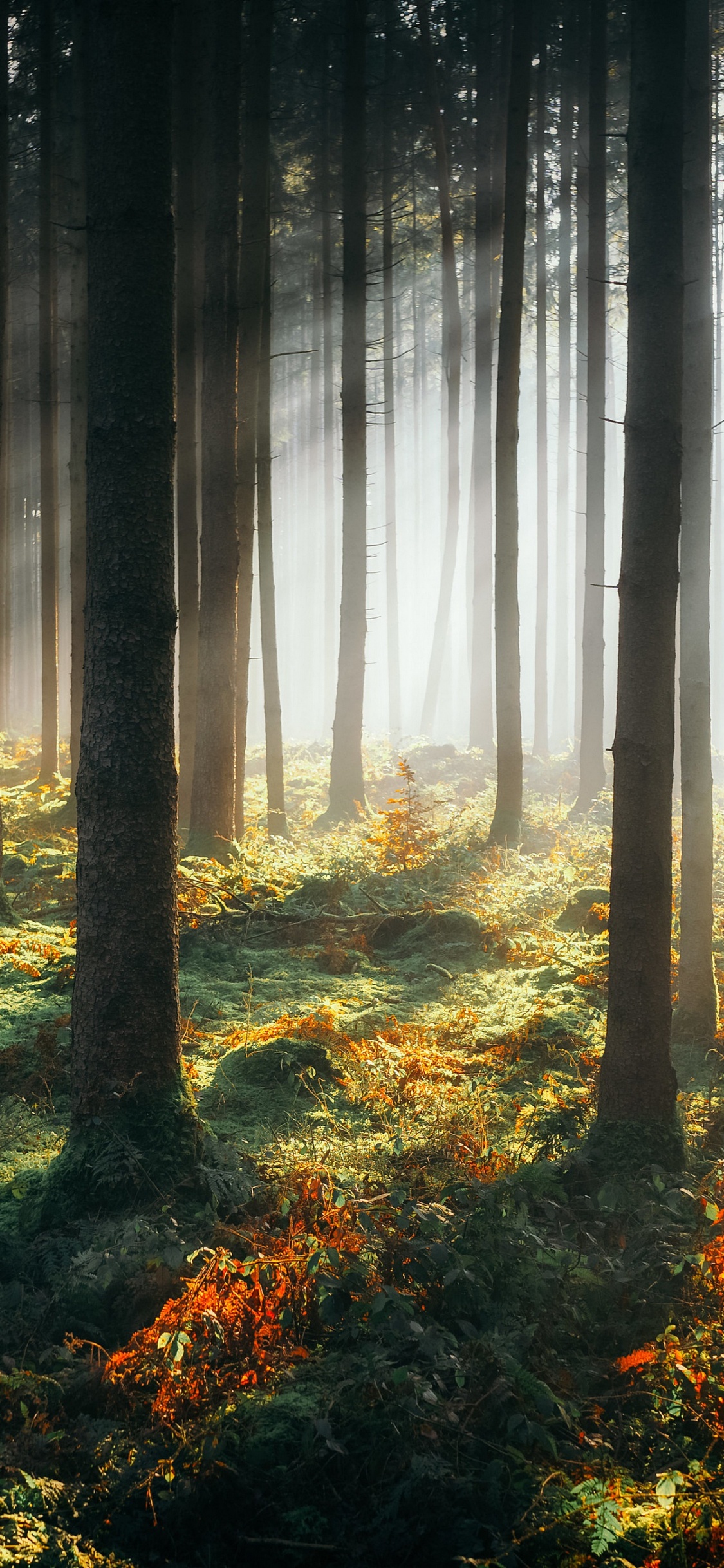 Обои лес, растение, атмосфера, экорегион, Люди в природе в разрешении 1125x2436