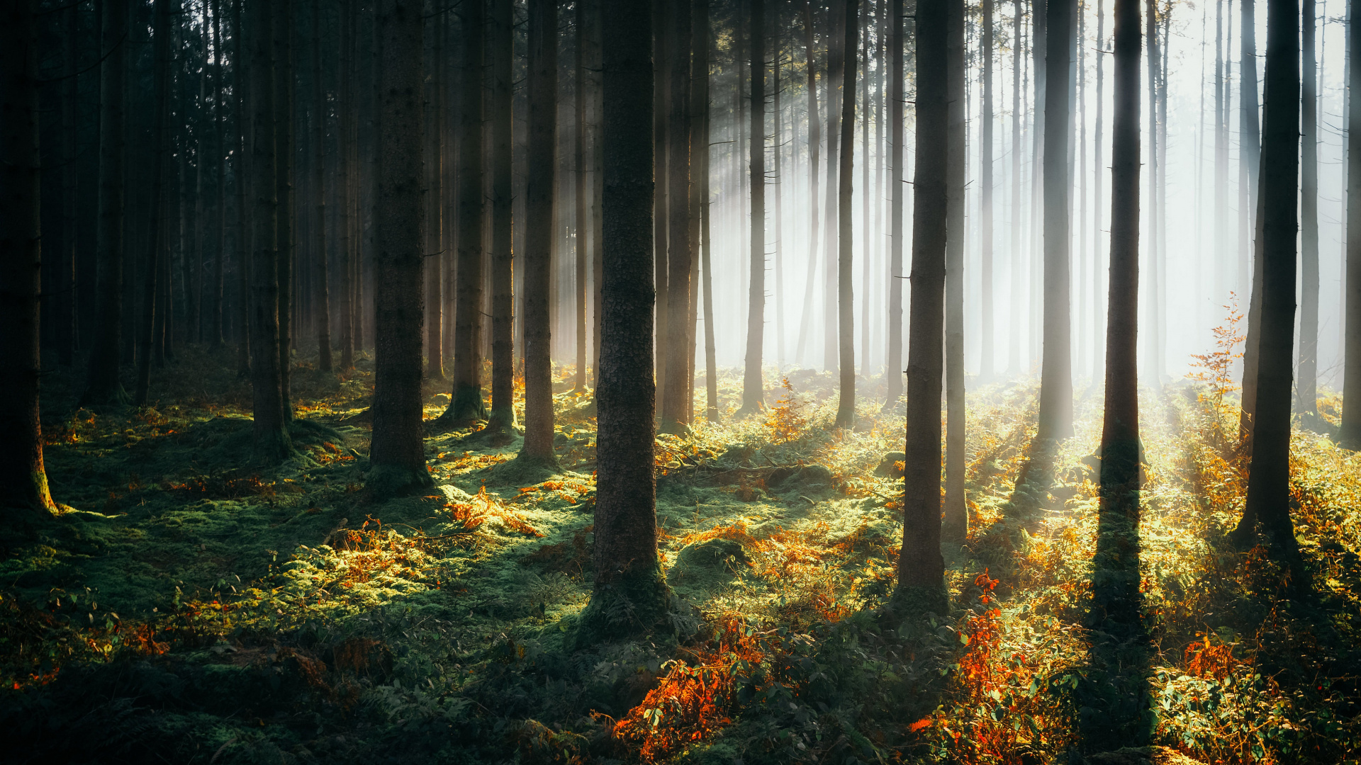 Обои лес, растение, атмосфера, экорегион, Люди в природе в разрешении 1920x1080