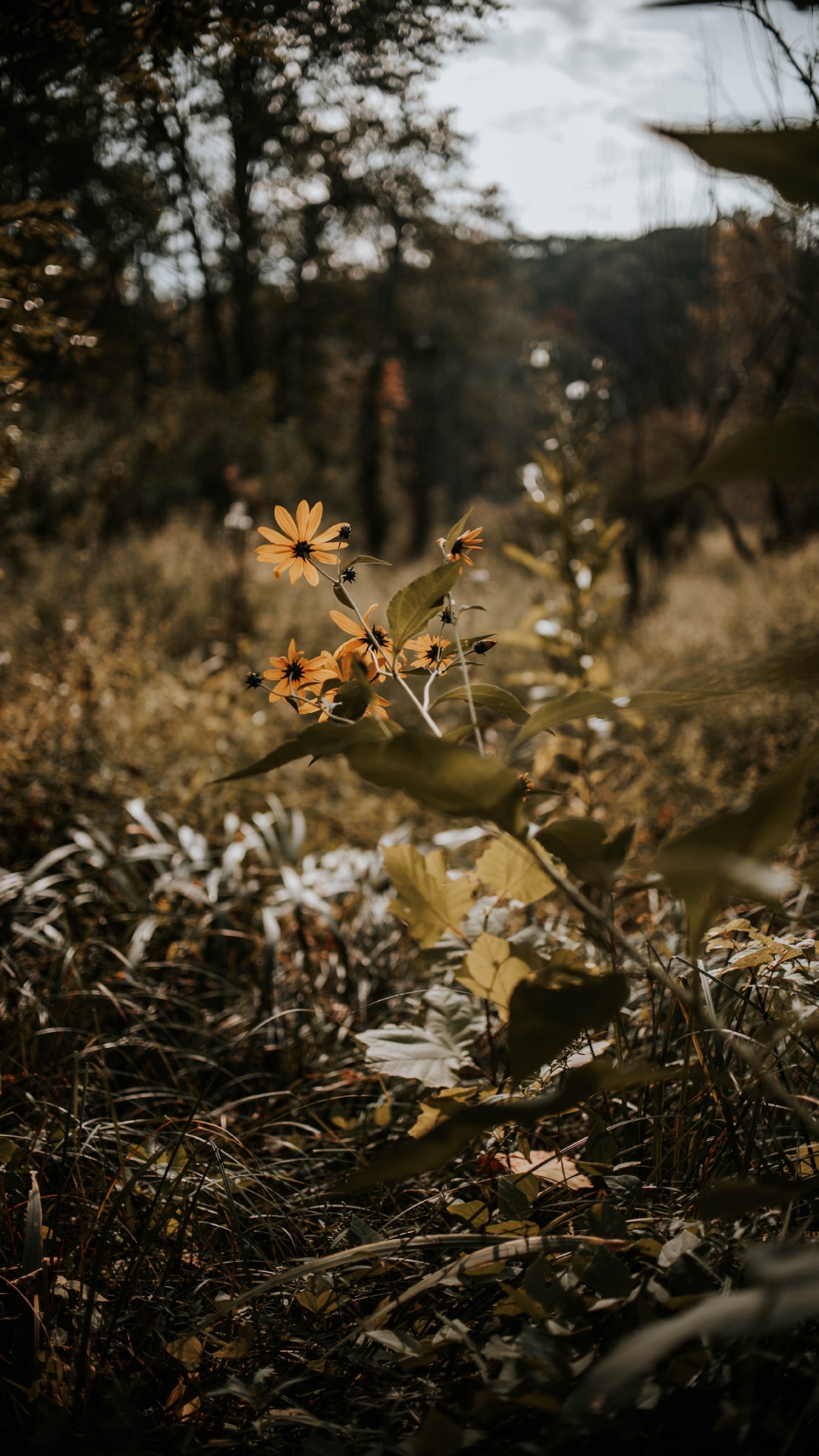 Обои природа, лист, растительность, ветвь, дерево в разрешении 1080x1920