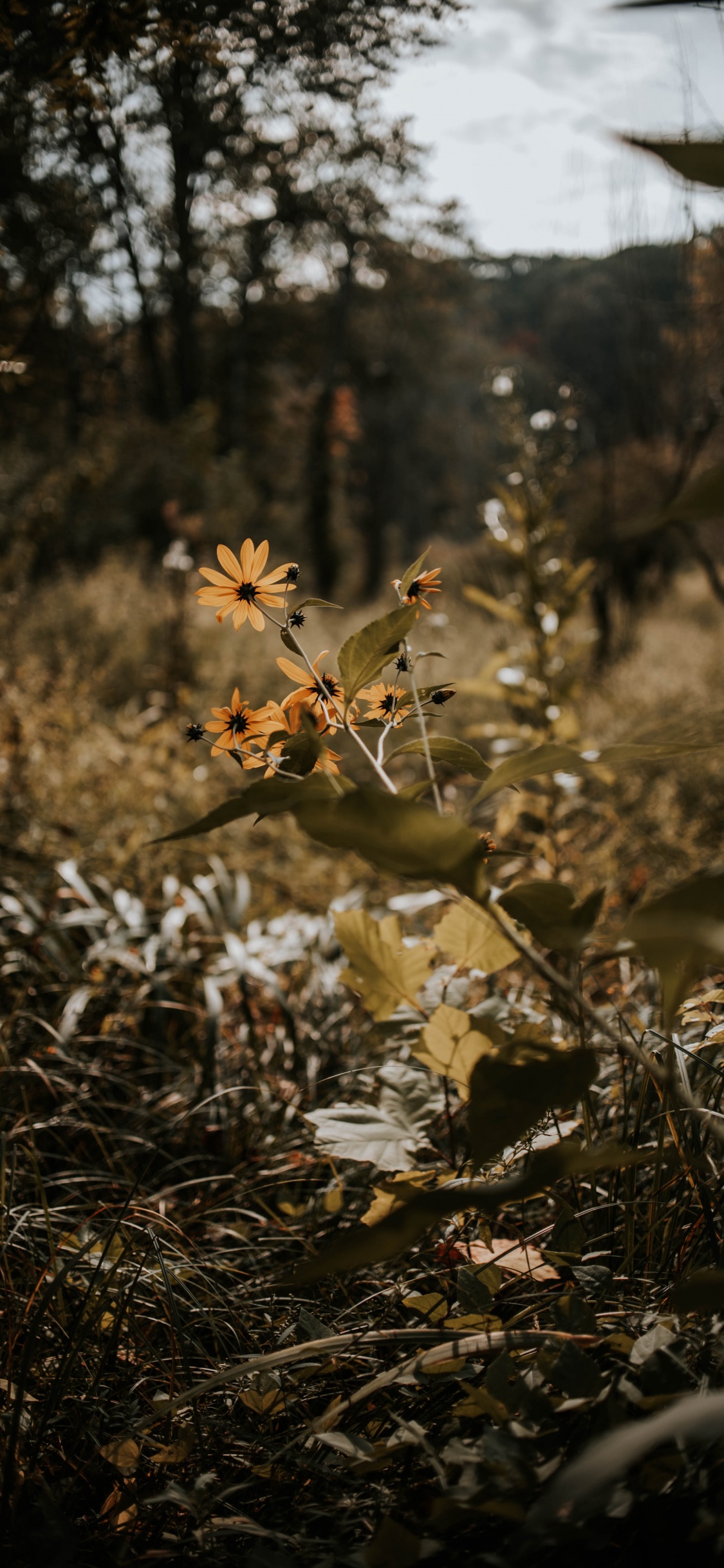 Обои природа, лист, растительность, ветвь, дерево в разрешении 1125x2436