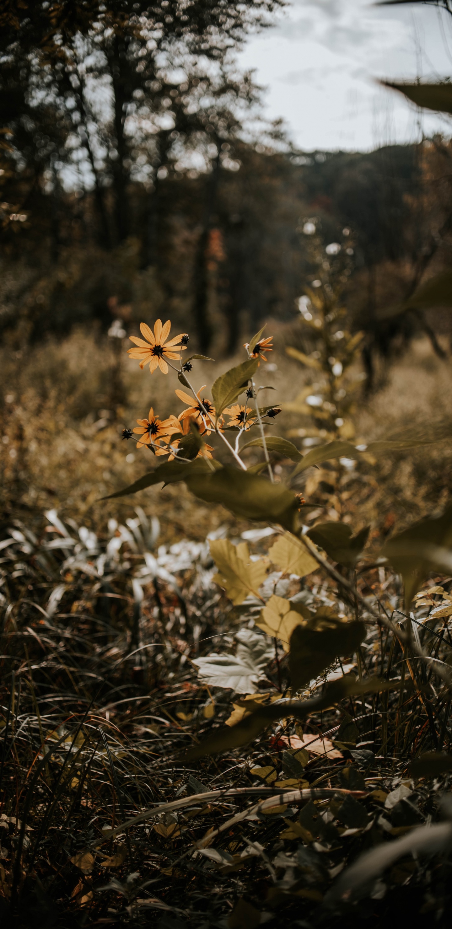 Обои природа, лист, растительность, ветвь, дерево в разрешении 1440x2960