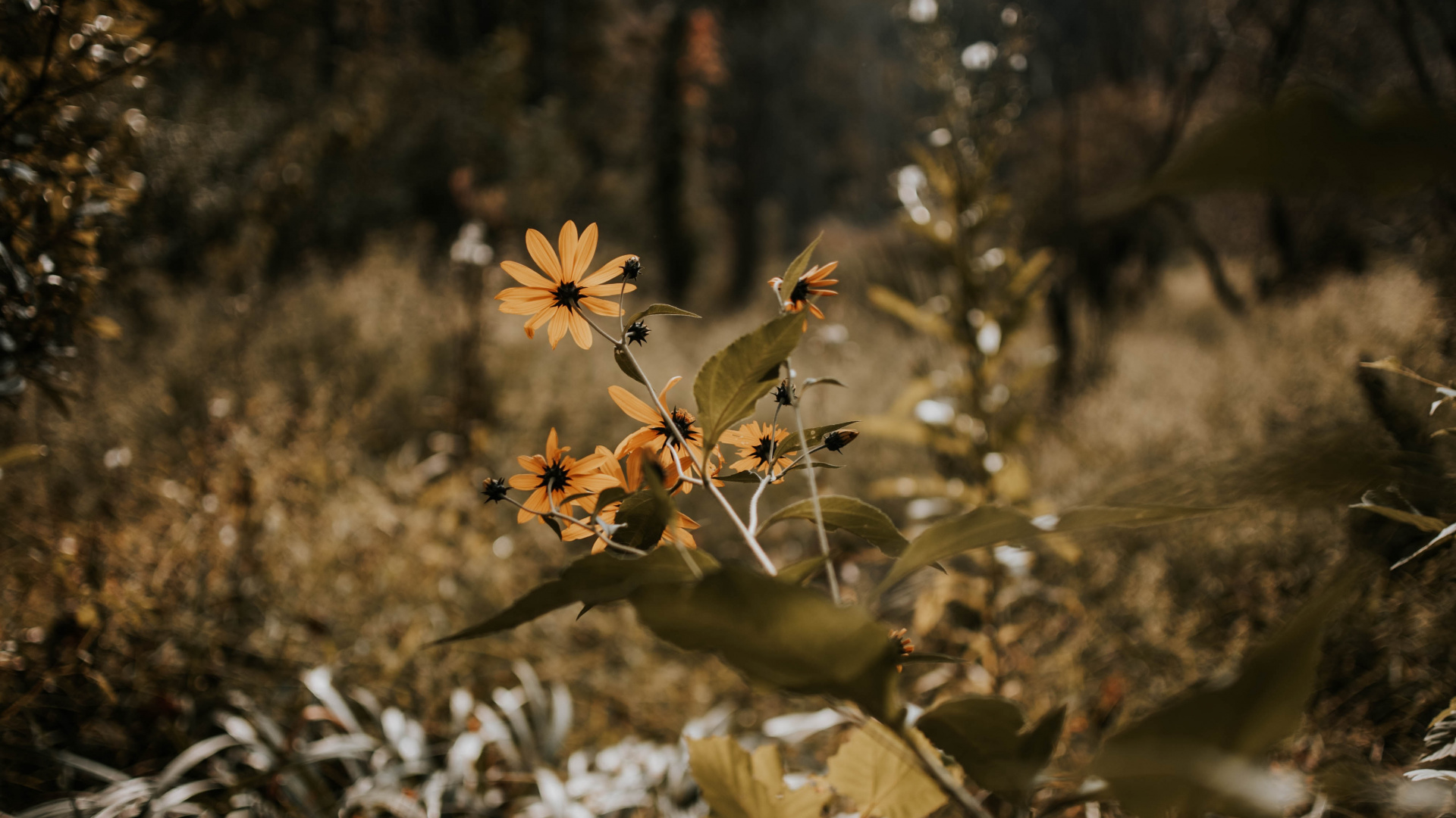 Обои природа, лист, растительность, ветвь, дерево в разрешении 1920x1080