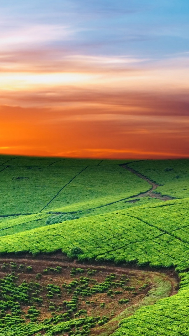 Обои пейзаж, сенокосное угодье, поле, горизонт, равнина в разрешении 720x1280