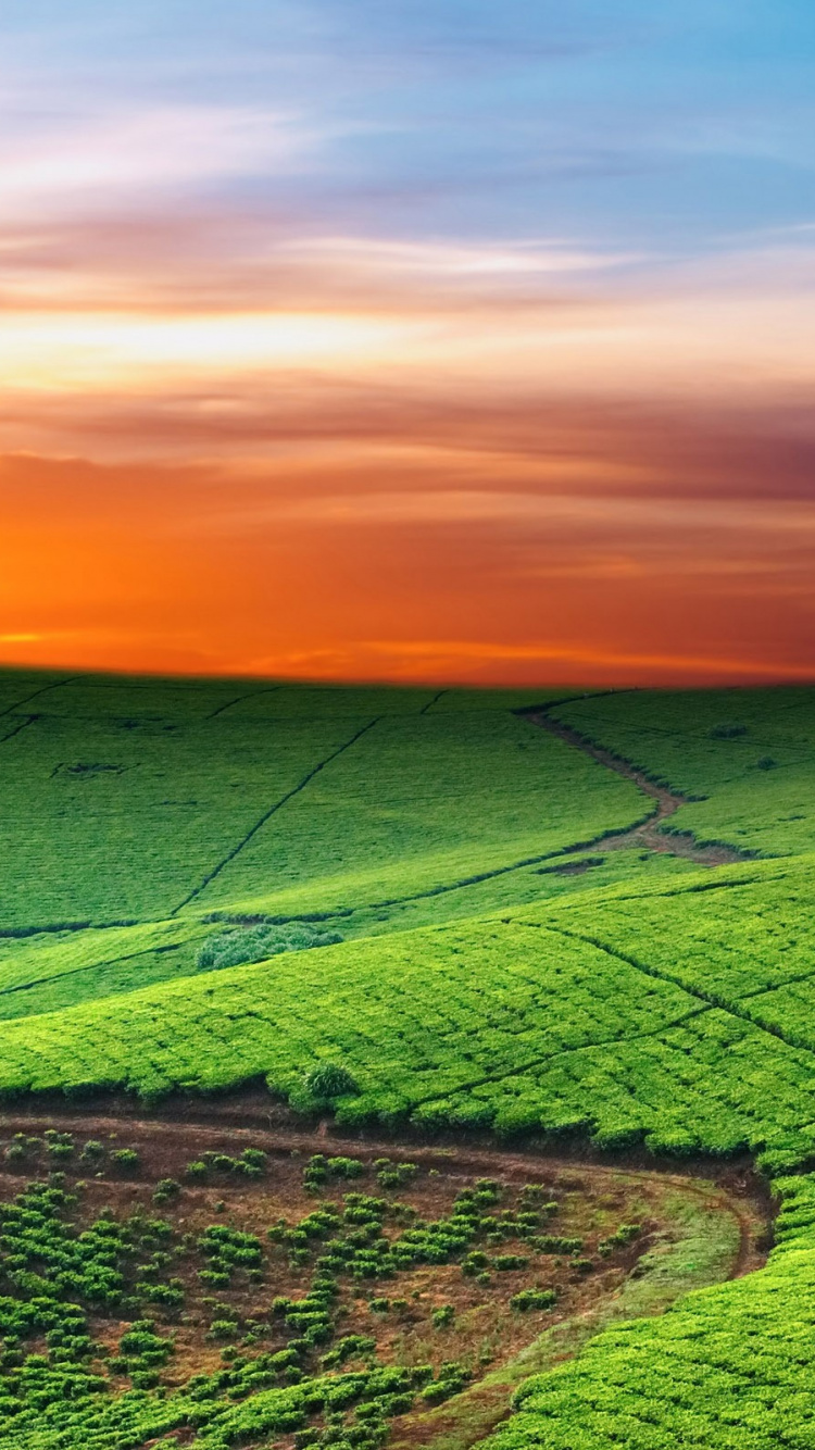 Обои пейзаж, сенокосное угодье, поле, горизонт, равнина в разрешении 750x1334