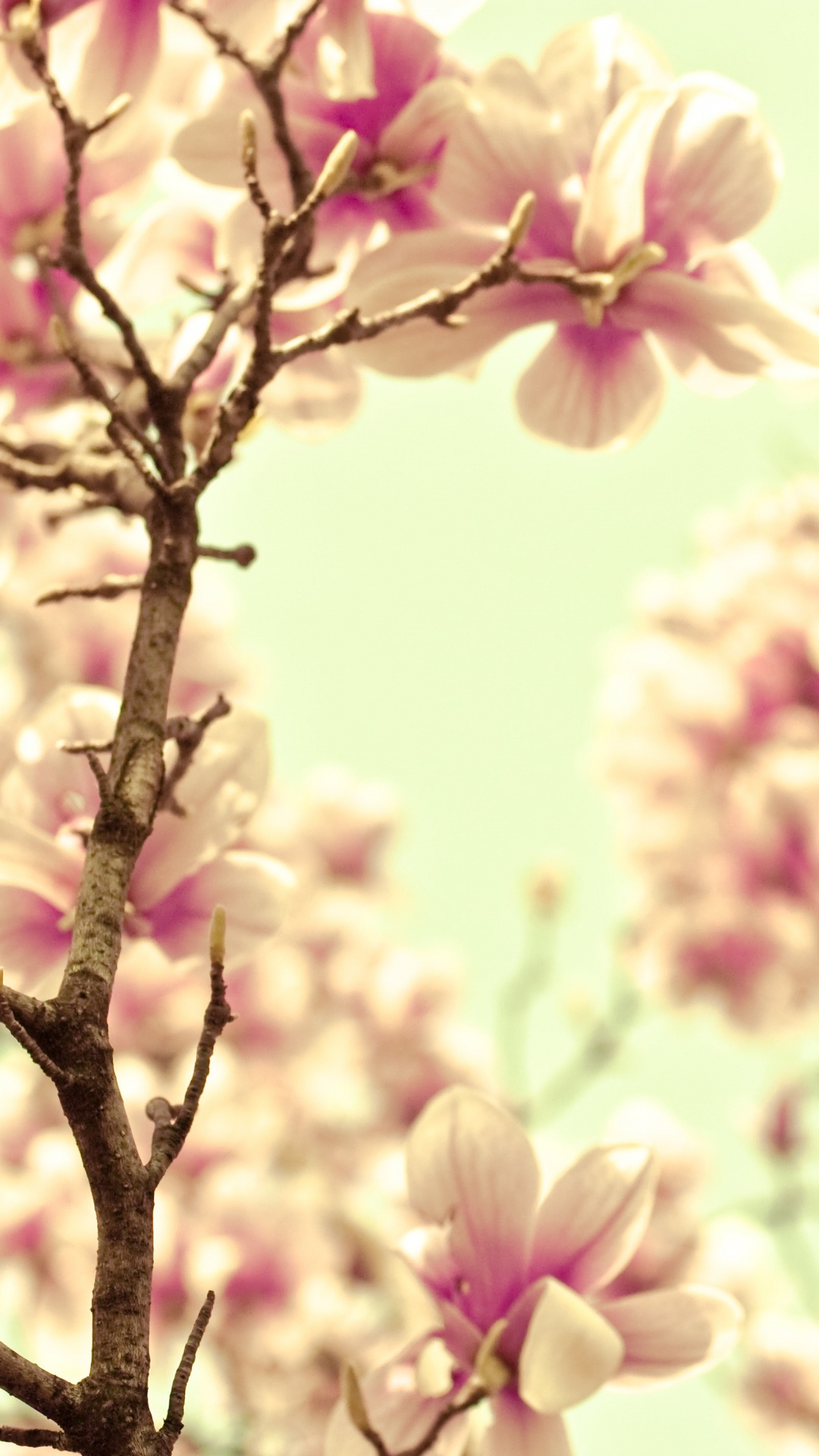 Обои сладкая мелодия, цветок, лепесток, сирень, весна в разрешении 1080x1920