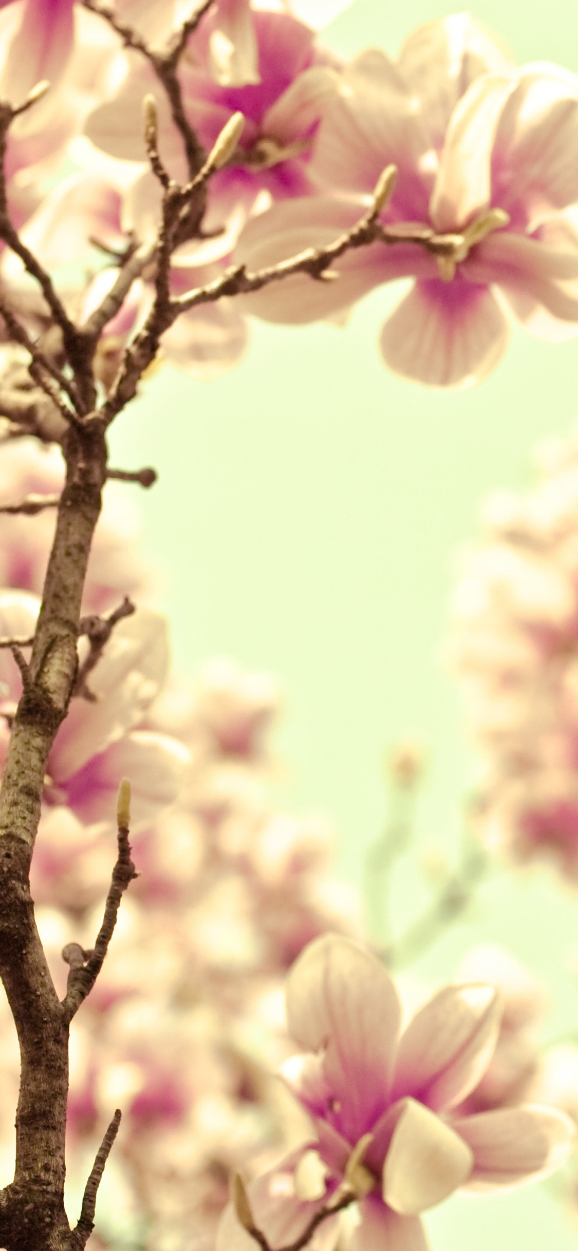 Обои сладкая мелодия, цветок, лепесток, сирень, весна в разрешении 1125x2436