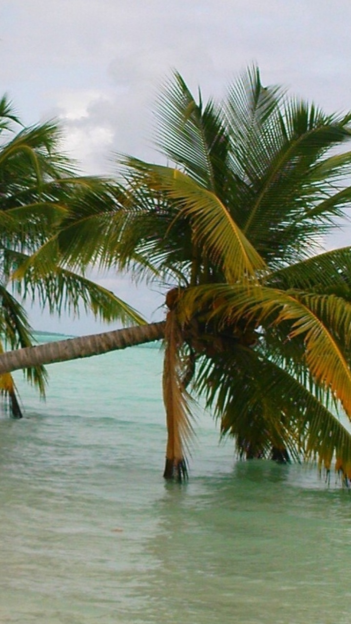 Обои пляж, море, песок, дерево, тропическая зона в разрешении 720x1280