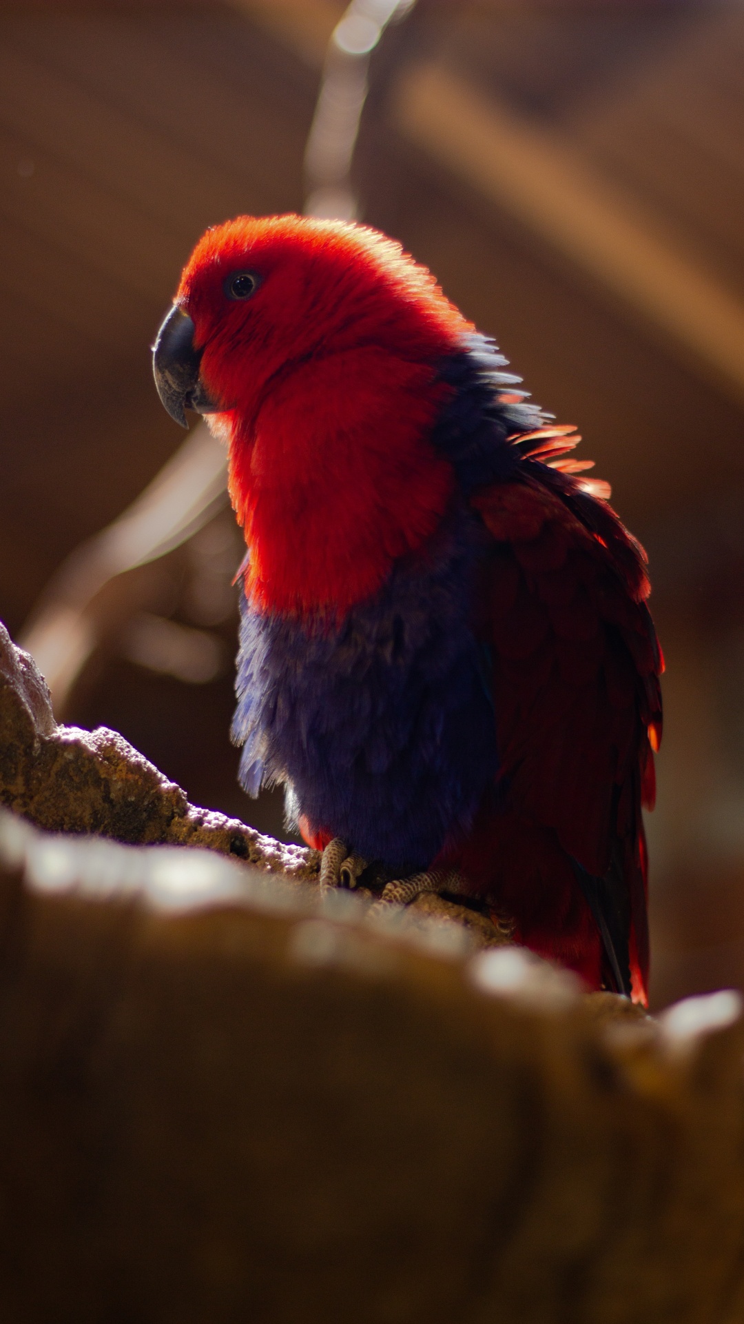 Обои волнистый попугайчик, Ара, длиннохвостый попугай, попугай, клюв в разрешении 1080x1920