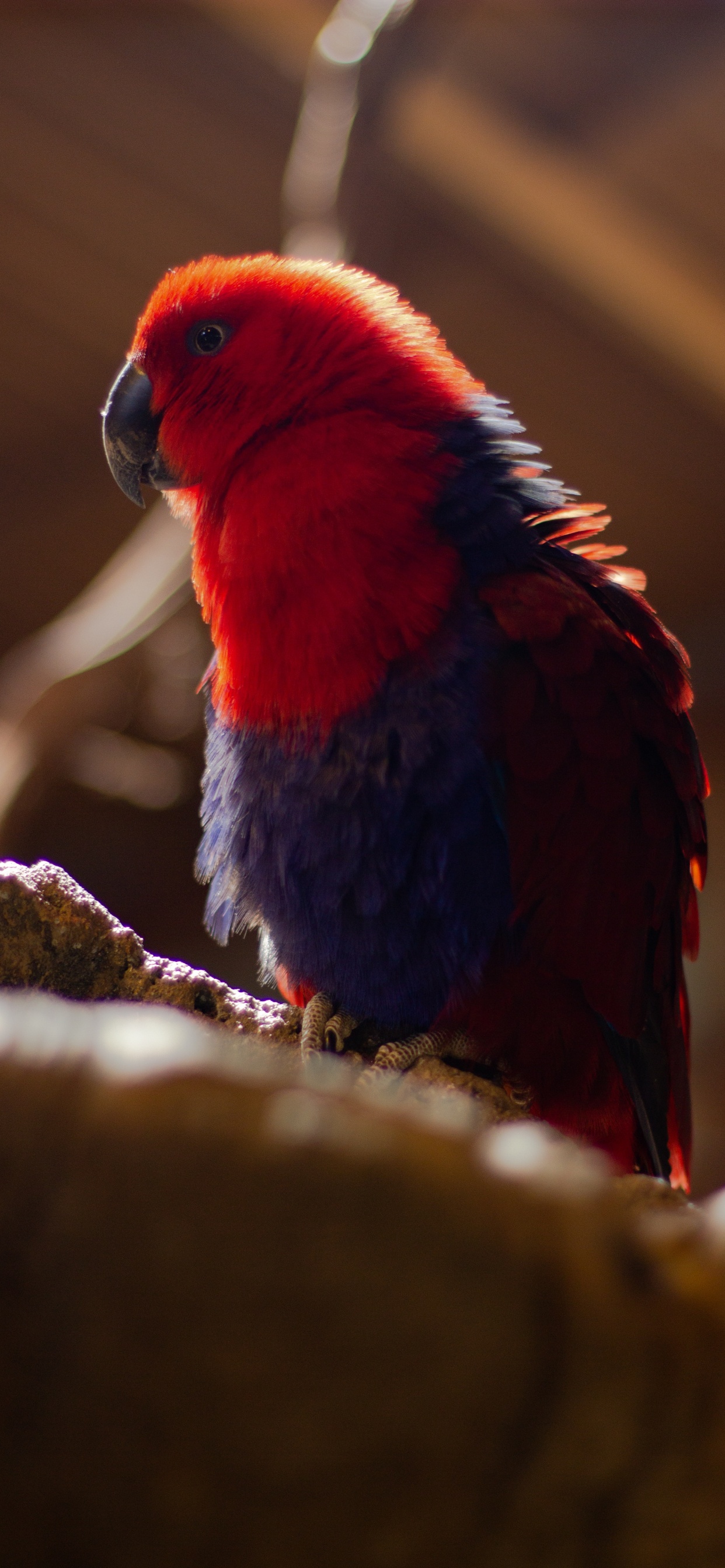 Обои волнистый попугайчик, Ара, длиннохвостый попугай, попугай, клюв в разрешении 1242x2688