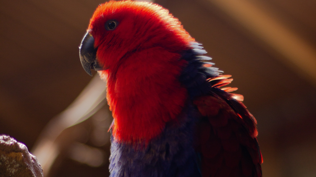 Обои волнистый попугайчик, Ара, длиннохвостый попугай, попугай, клюв в разрешении 1280x720
