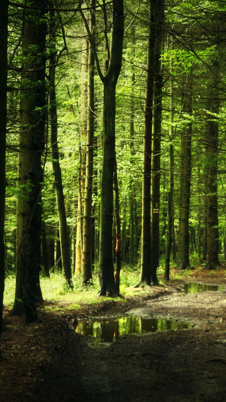 Обои лес, природа, лесистая местность, старовозрастные леса, ель еловый лес в разрешении 720x1280