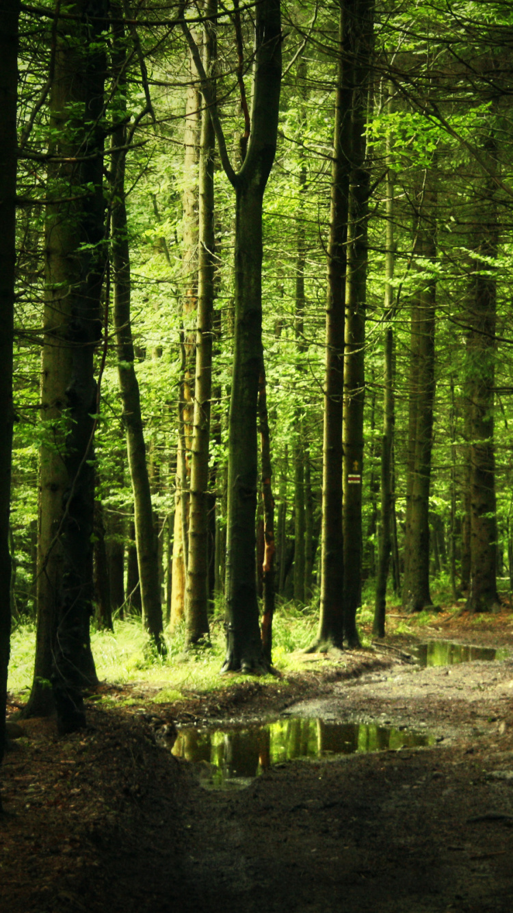 Обои лес, природа, лесистая местность, старовозрастные леса, ель еловый лес в разрешении 750x1334