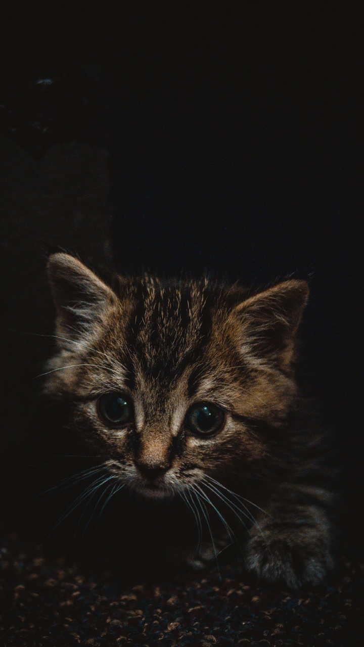 Обои котенок, полосатый кот, кот, бакенбарды, кошачьих в разрешении 720x1280