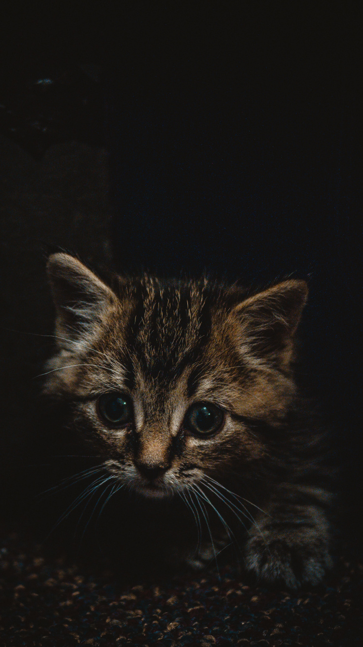 Обои котенок, полосатый кот, кот, бакенбарды, кошачьих в разрешении 750x1334