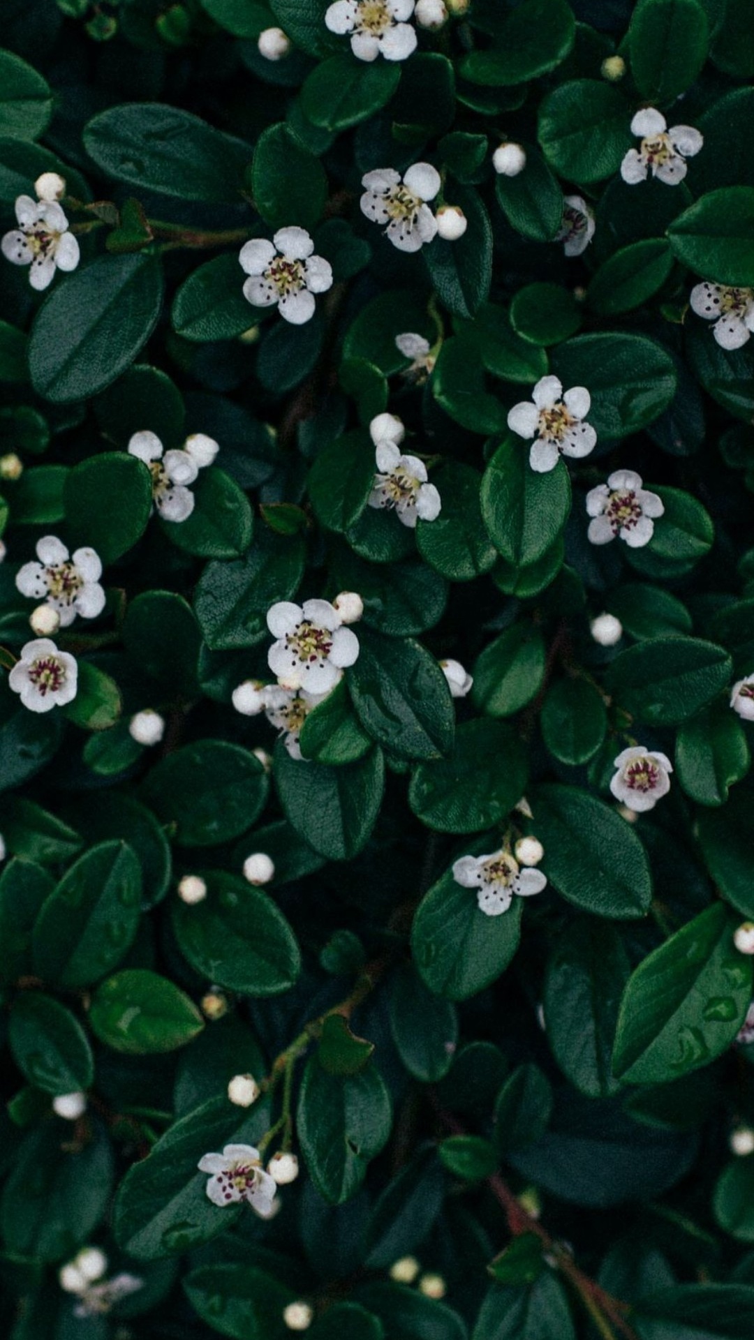 Обои Том Освальд, цветок, полоса три, растение, лист в разрешении 1080x1920