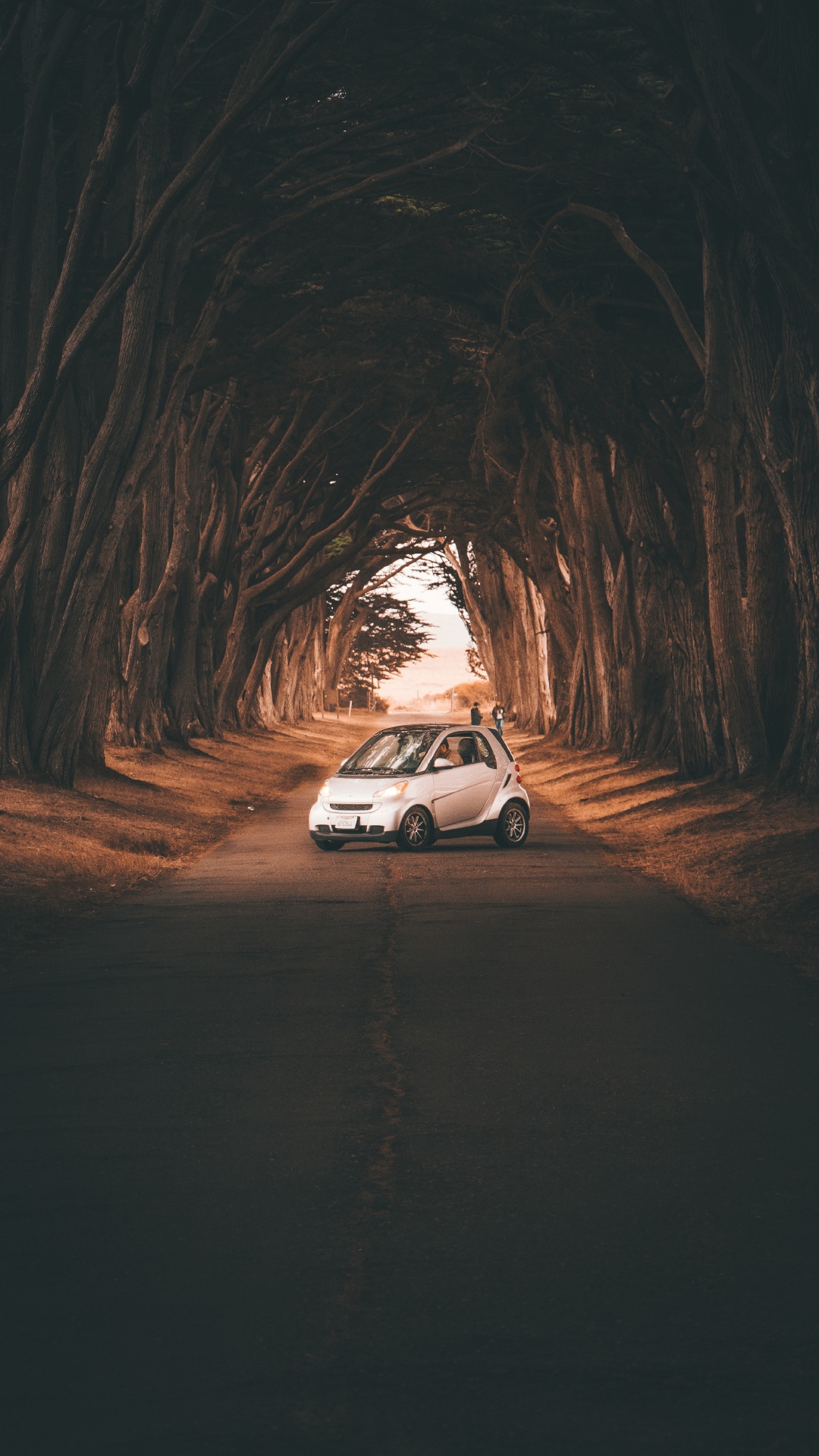 Обои авто, дерево, дорога, инфраструктура, компактный автомобиль в разрешении 1080x1920