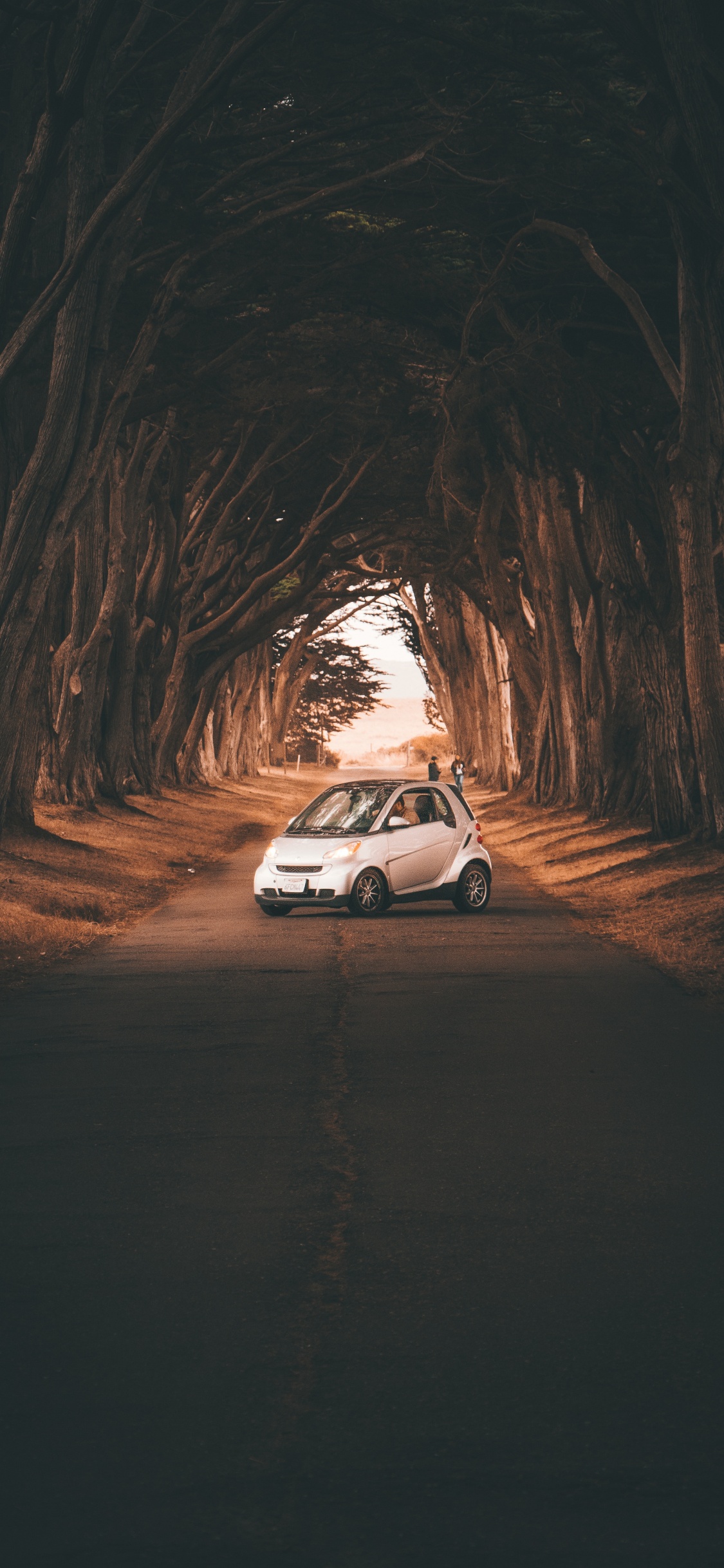 Обои авто, дерево, дорога, инфраструктура, компактный автомобиль в разрешении 1125x2436