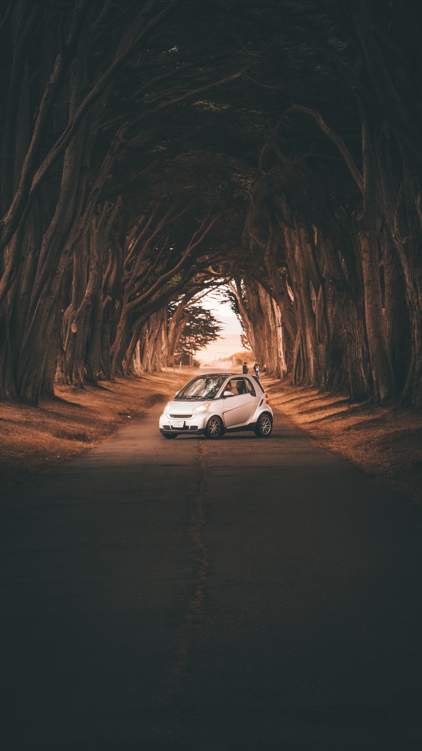 Обои авто, дерево, дорога, инфраструктура, компактный автомобиль в разрешении 1440x2560