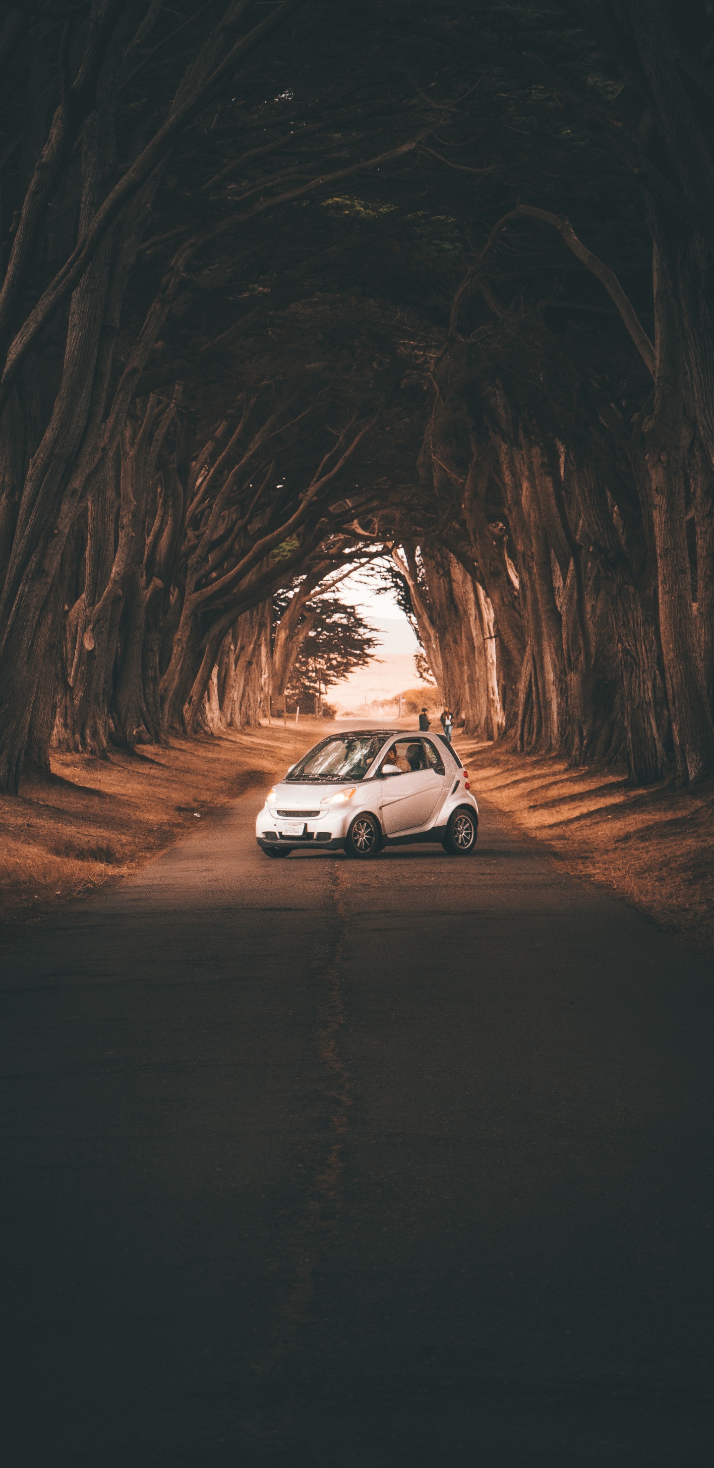 Обои авто, дерево, дорога, инфраструктура, компактный автомобиль в разрешении 1440x2960