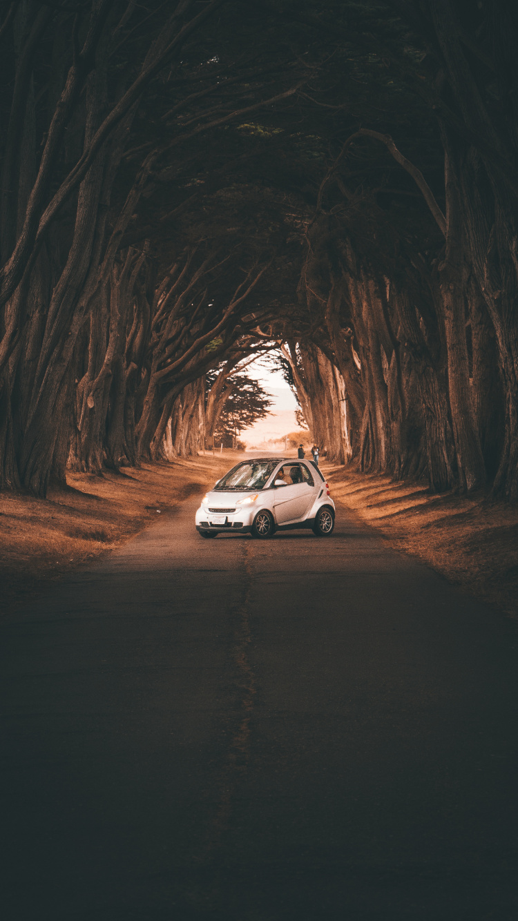Обои авто, дерево, дорога, инфраструктура, компактный автомобиль в разрешении 750x1334