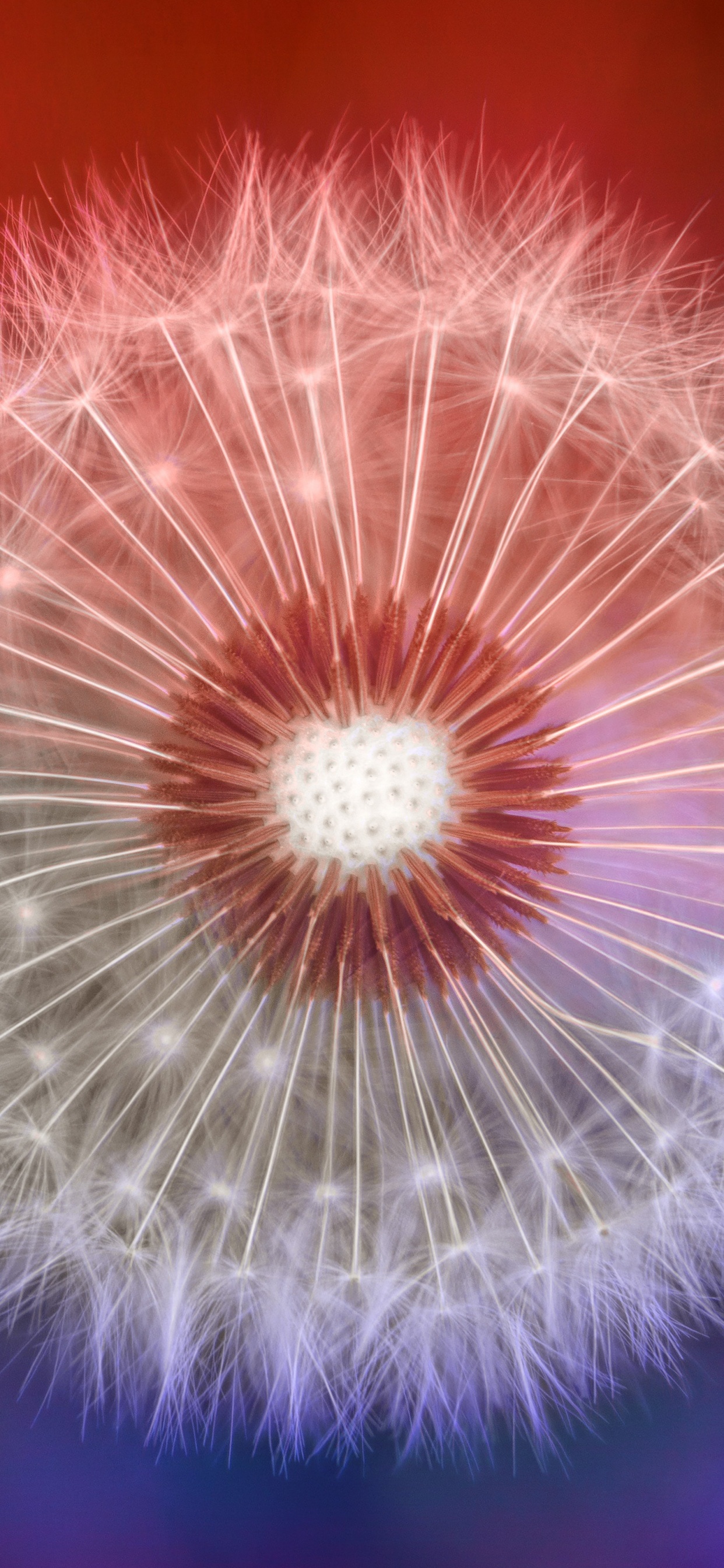 Обои одуванчик, природа, цветок, розовый, пурпур в разрешении 1242x2688