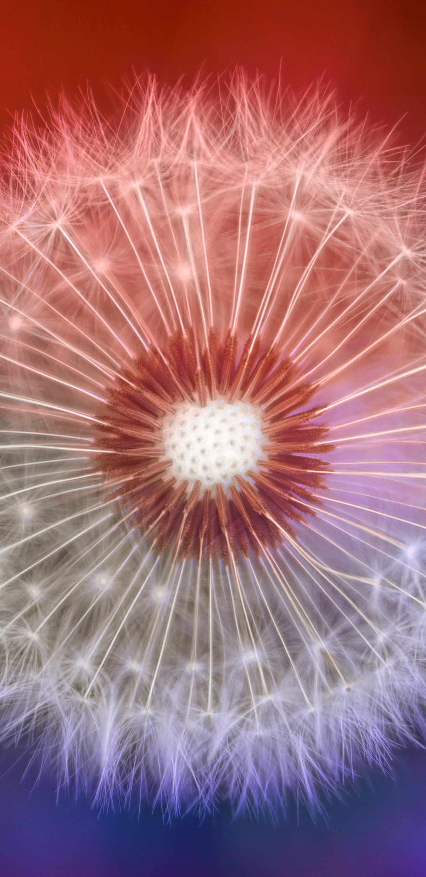 Обои одуванчик, природа, цветок, розовый, пурпур в разрешении 1440x2960